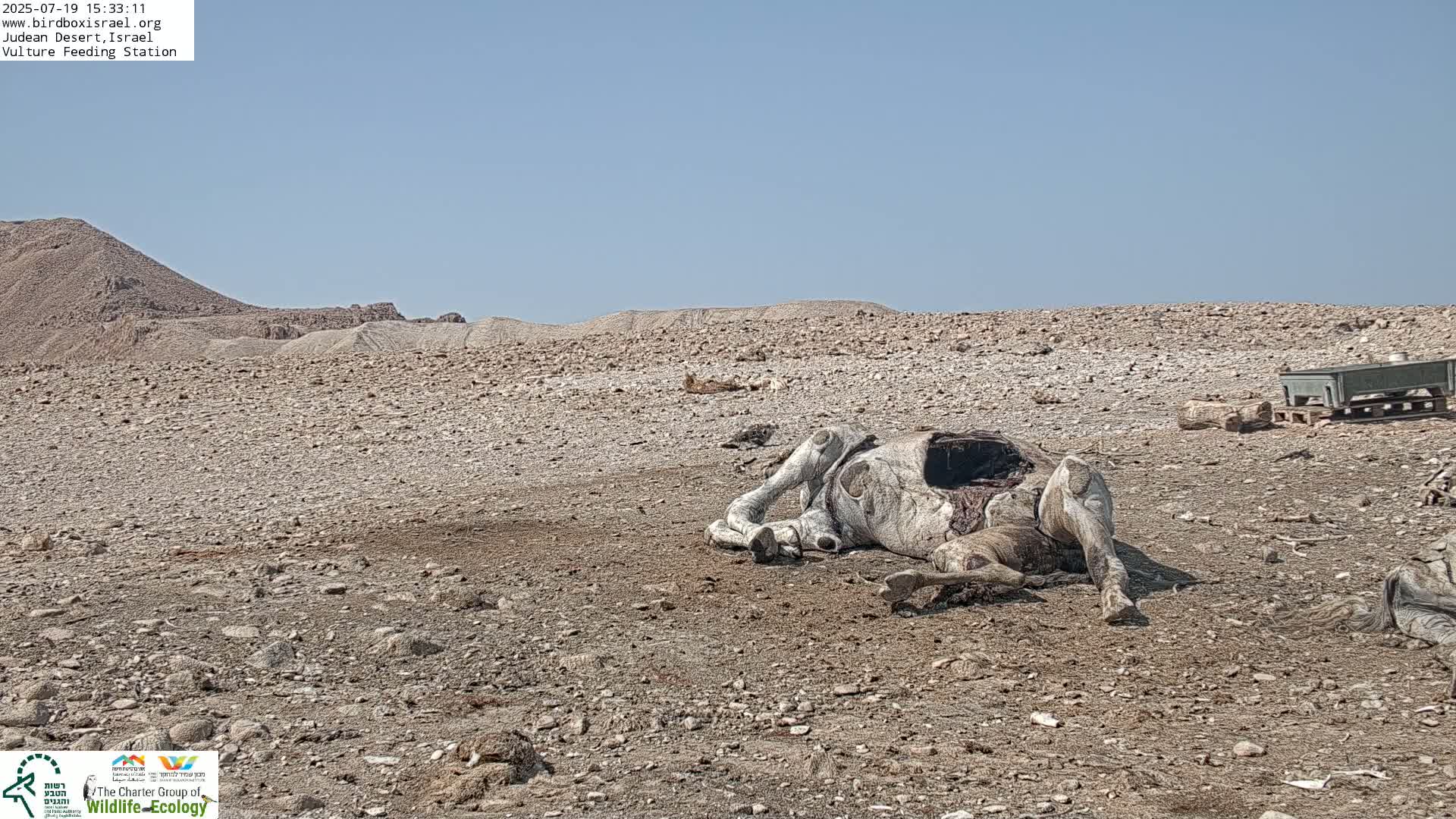 Midbar Yehuda (Judean Desert) Vulture Feeding Live Cam - Ubeidiya, Bethlehem, Palestine