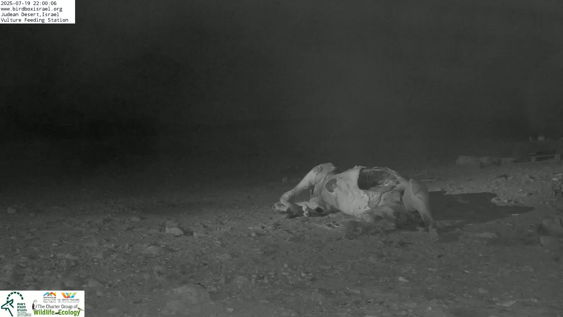 Midbar Yehuda (Judean Desert) Vulture Feeding Live Cam - Ubeidiya, Bethlehem, Palestine