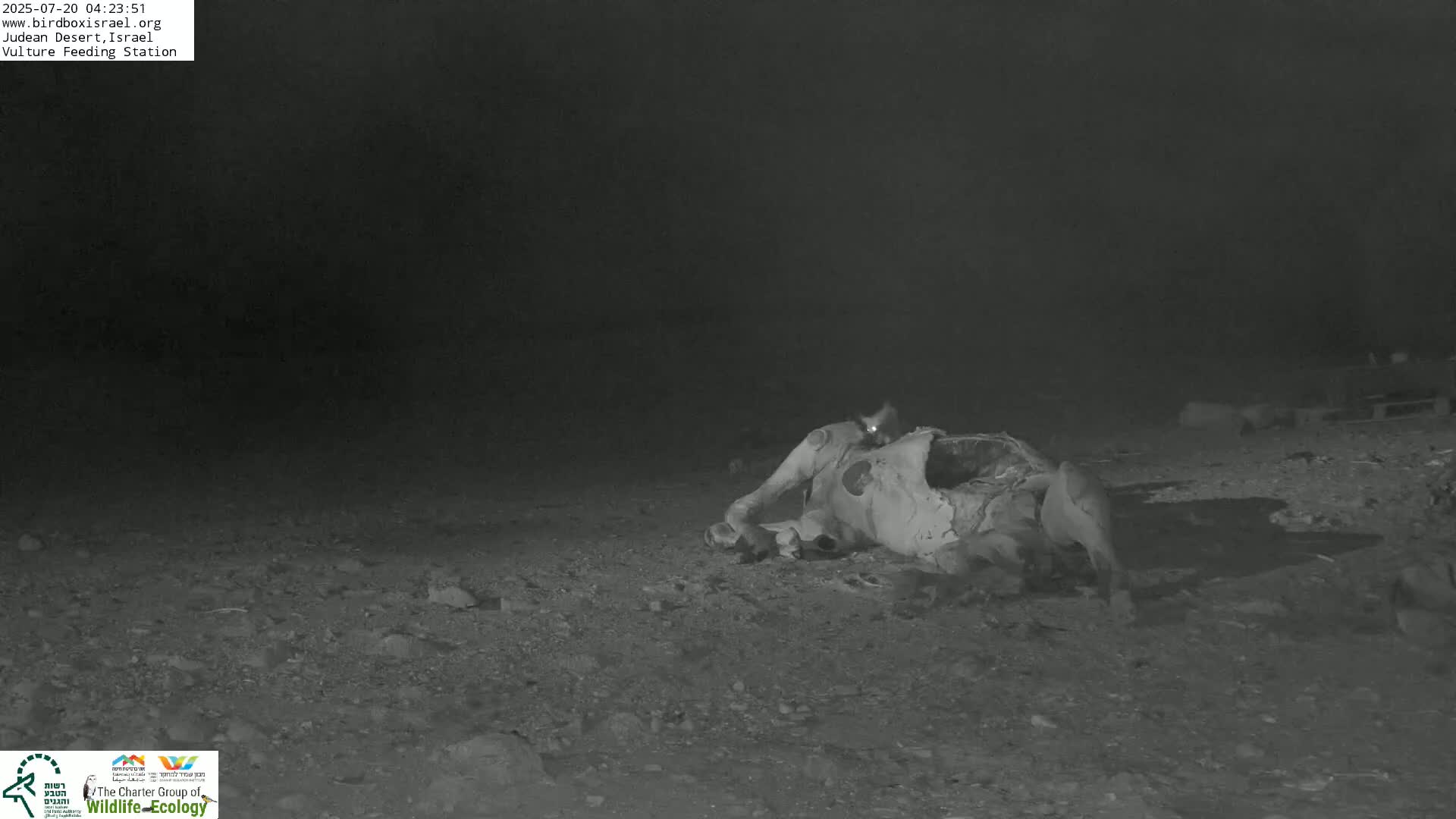 Midbar Yehuda (Judean Desert) Vulture Feeding Live Cam - Ubeidiya, Bethlehem, Palestine