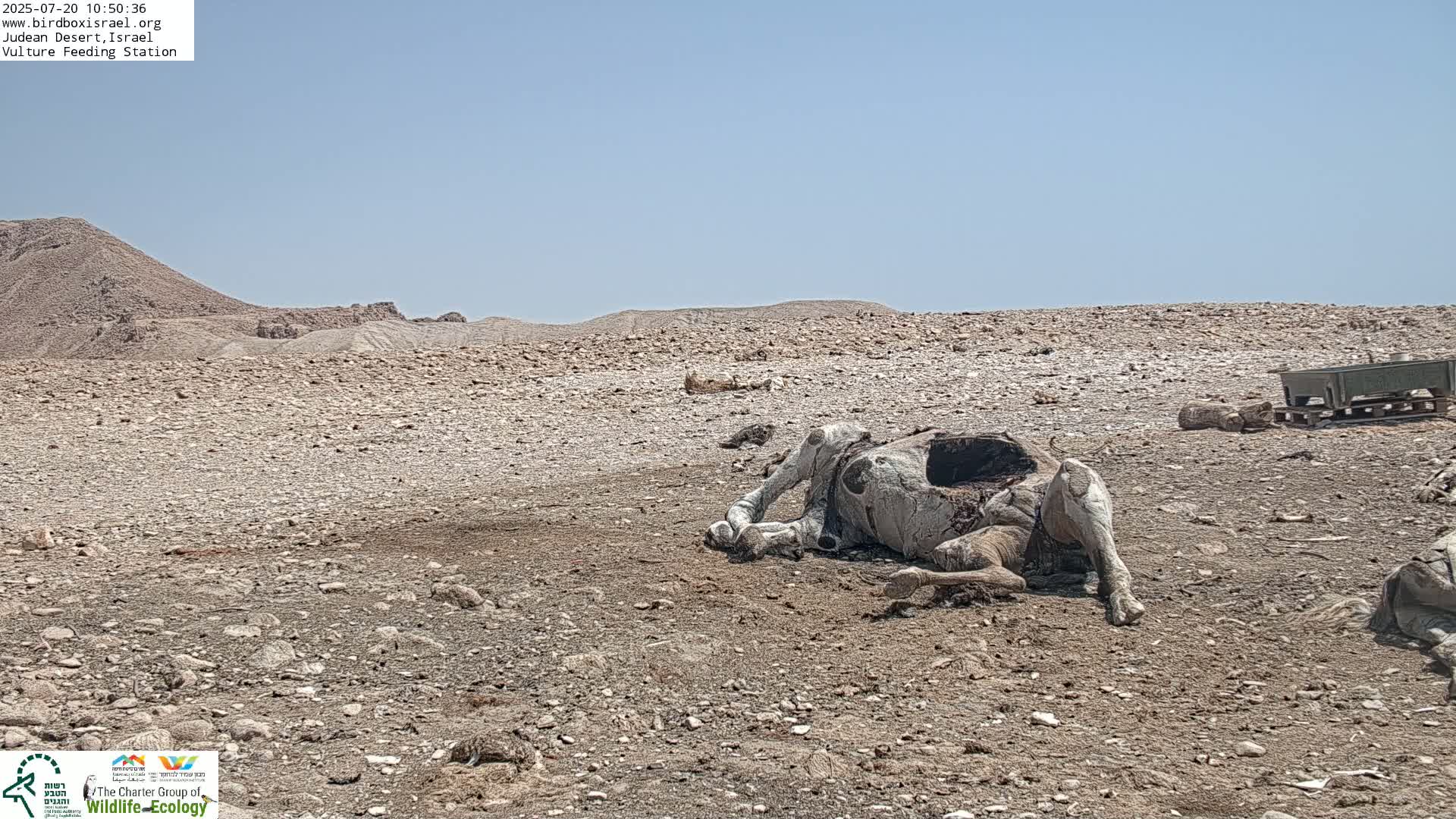 A dead camel lies on the ground in a rocky desert under a clear blue sky.