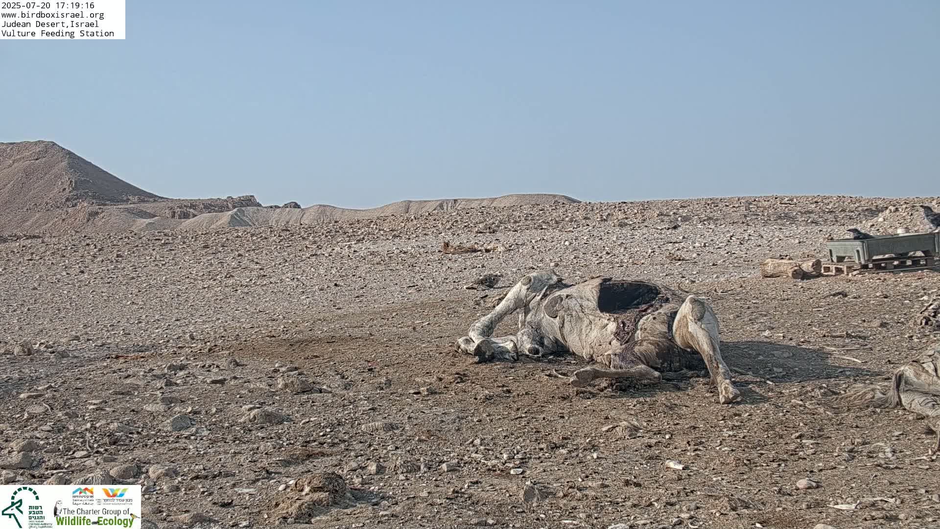Midbar Yehuda (Judean Desert) Vulture Feeding Live Cam - Ubeidiya, Bethlehem, Palestine
