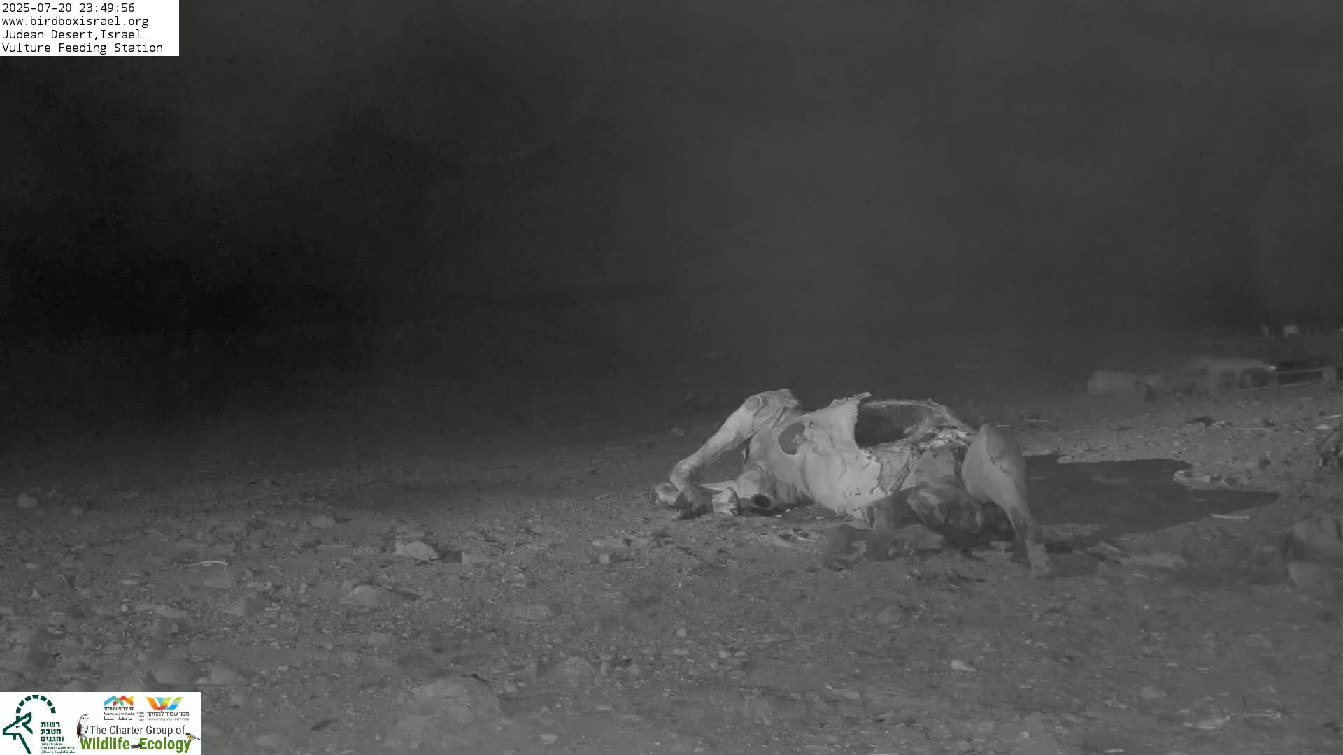 Midbar Yehuda (Judean Desert) Vulture Feeding Live Cam - Ubeidiya, Bethlehem, Palestine