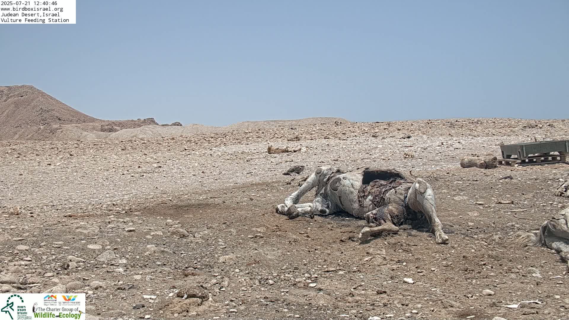 Midbar Yehuda (Judean Desert) Vulture Feeding Live Cam - Ubeidiya, Bethlehem, Palestine