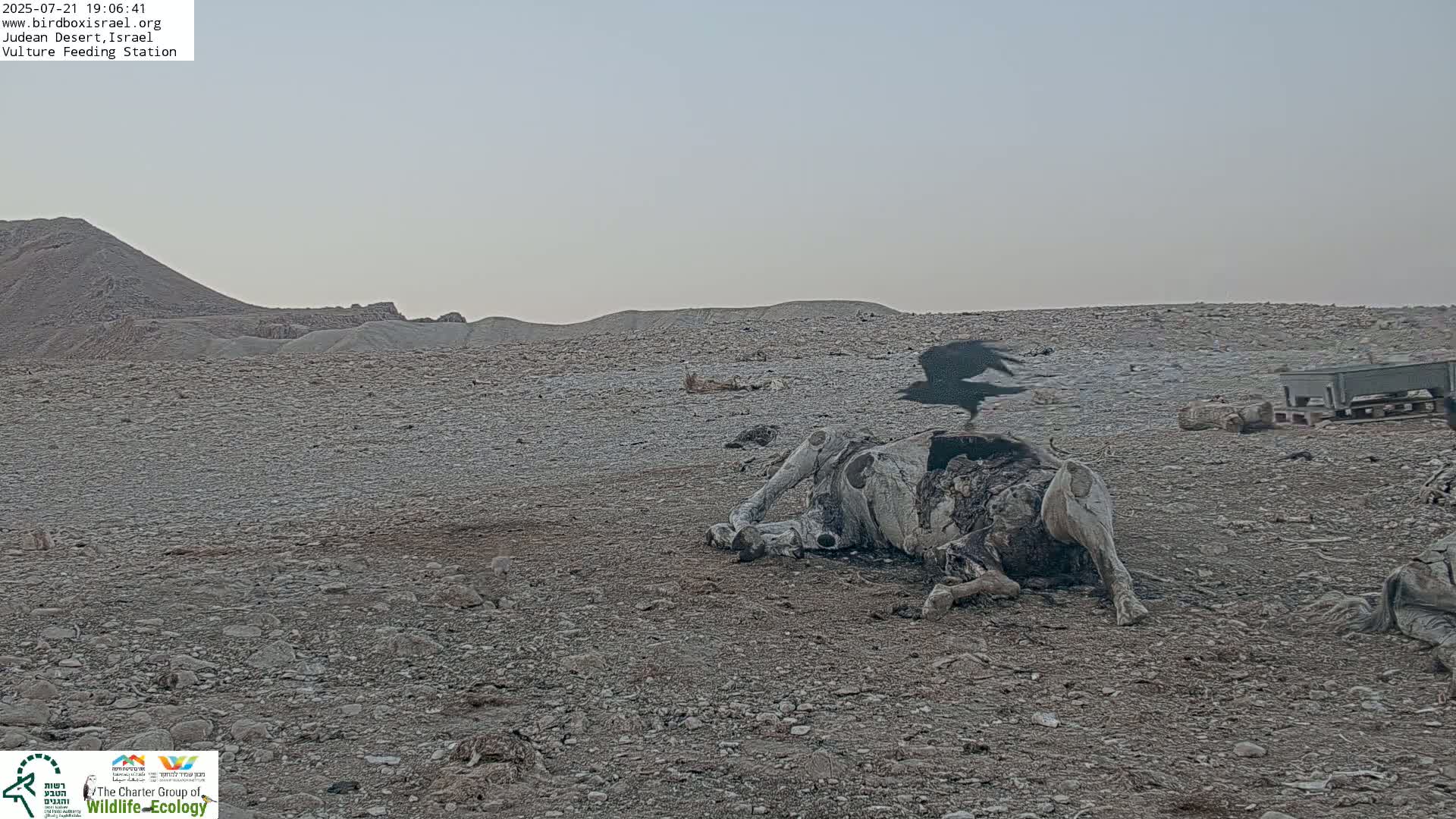 Midbar Yehuda (Judean Desert) Vulture Feeding Live Cam - Ubeidiya, Bethlehem, Palestine