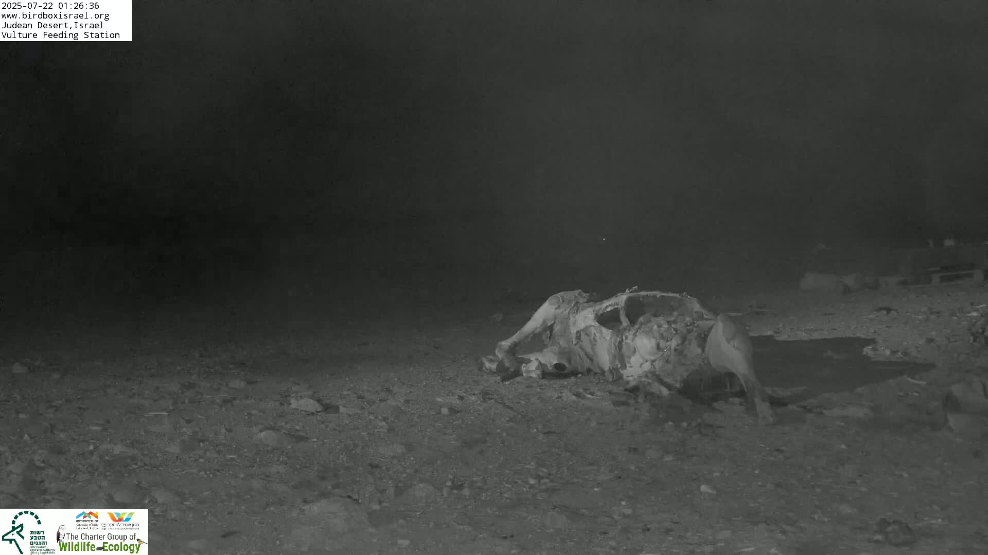 Midbar Yehuda (Judean Desert) Vulture Feeding Live Cam - Ubeidiya, Bethlehem, Palestine