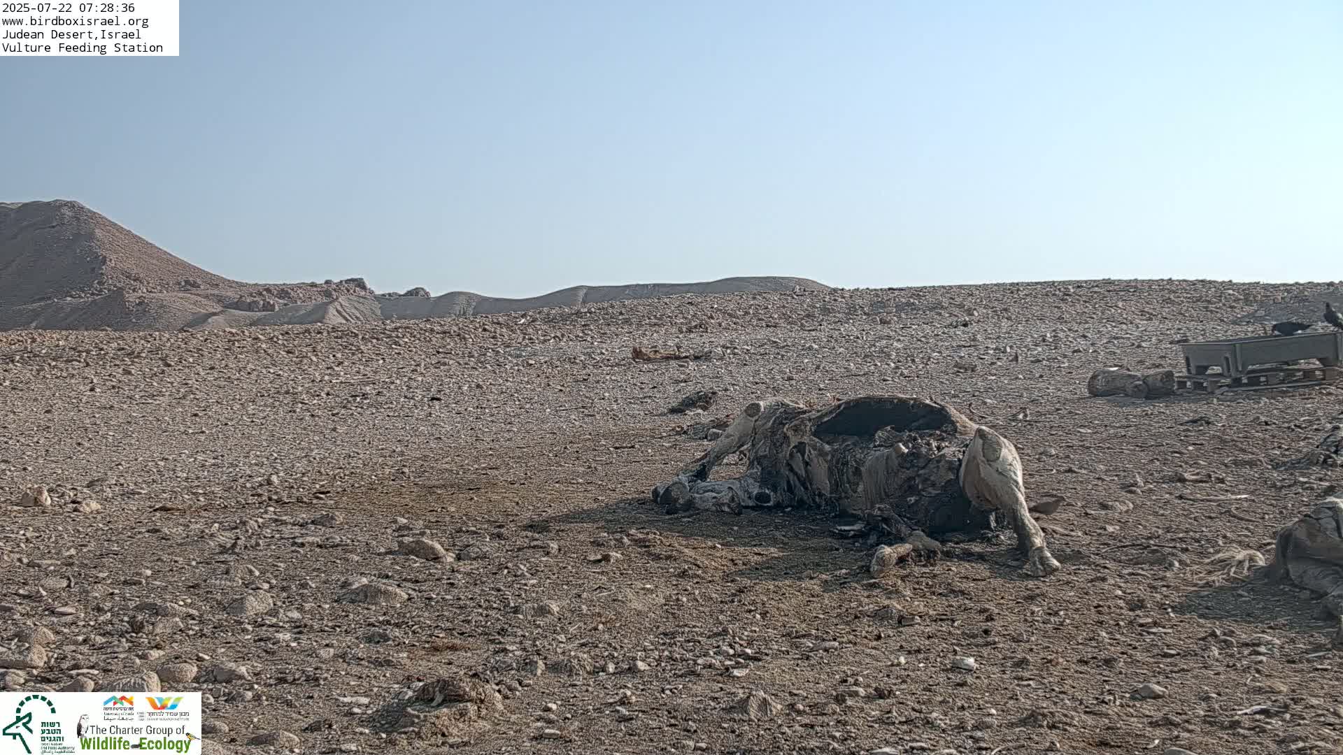 Midbar Yehuda (Judean Desert) Vulture Feeding Live Cam - Ubeidiya, Bethlehem, Palestine