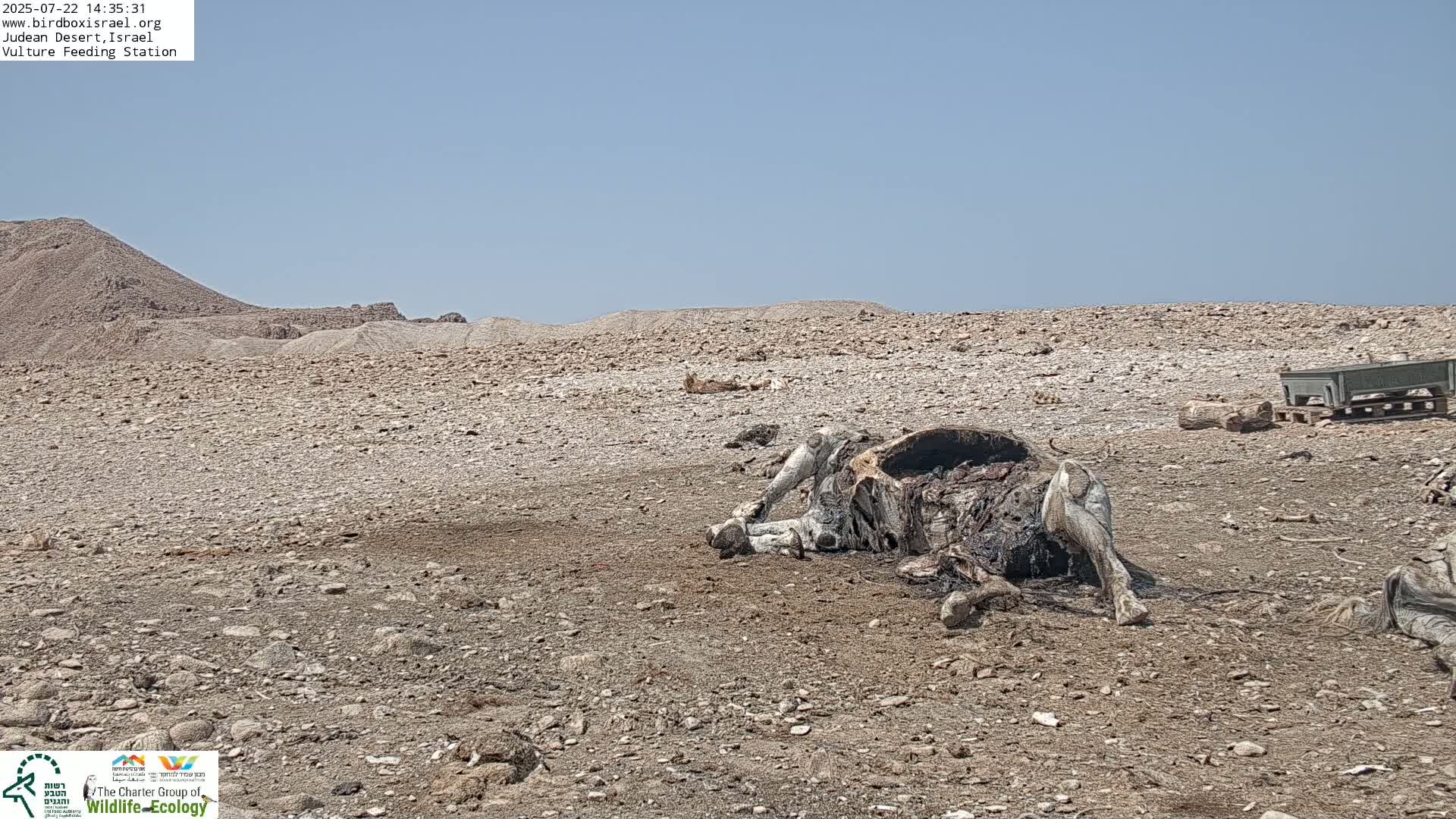 Midbar Yehuda (Judean Desert) Vulture Feeding Live Cam - Ubeidiya, Bethlehem, Palestine