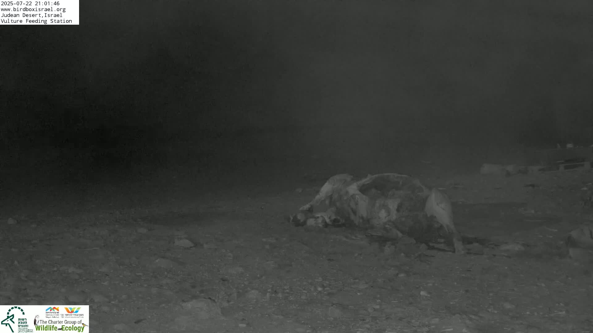 Midbar Yehuda (Judean Desert) Vulture Feeding Live Cam - Ubeidiya, Bethlehem, Palestine