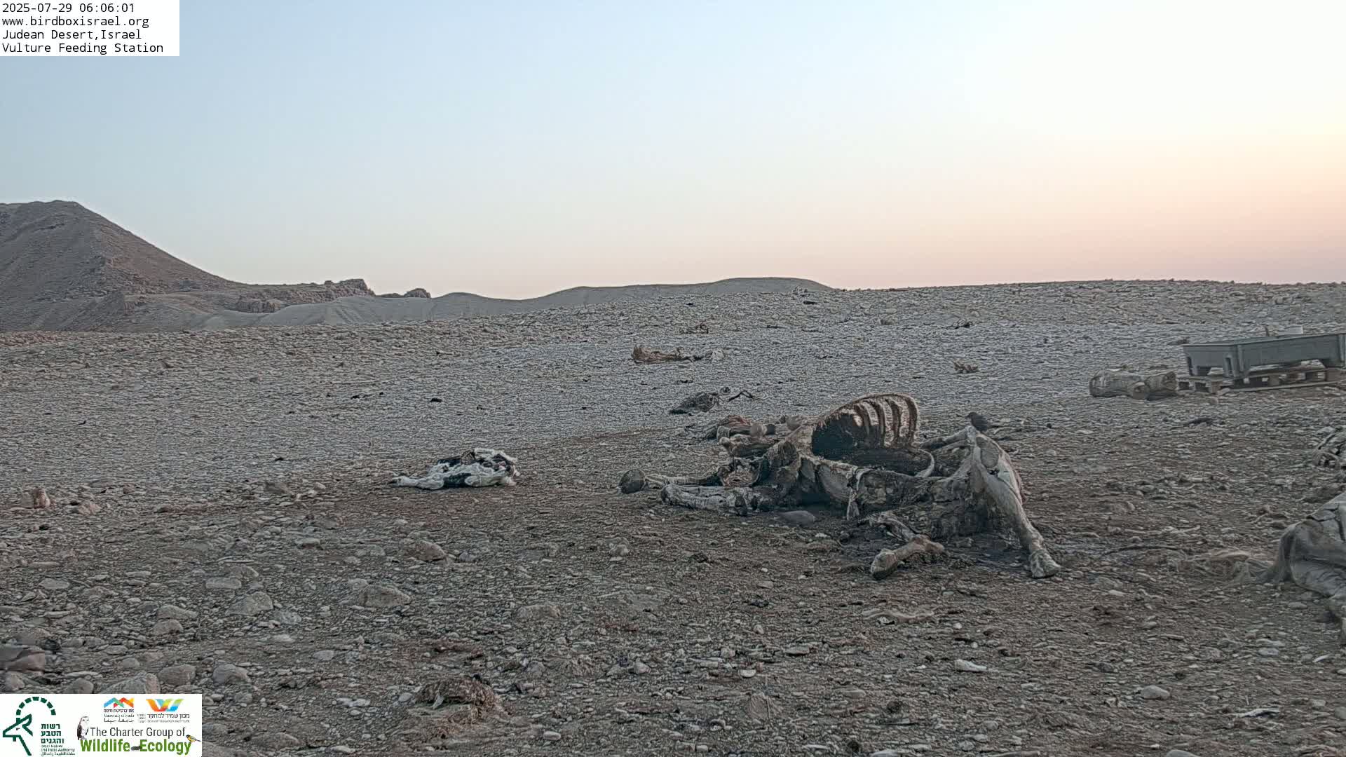 Midbar Yehuda (Judean Desert) Vulture Feeding Live Cam - Ubeidiya, Bethlehem, Palestine