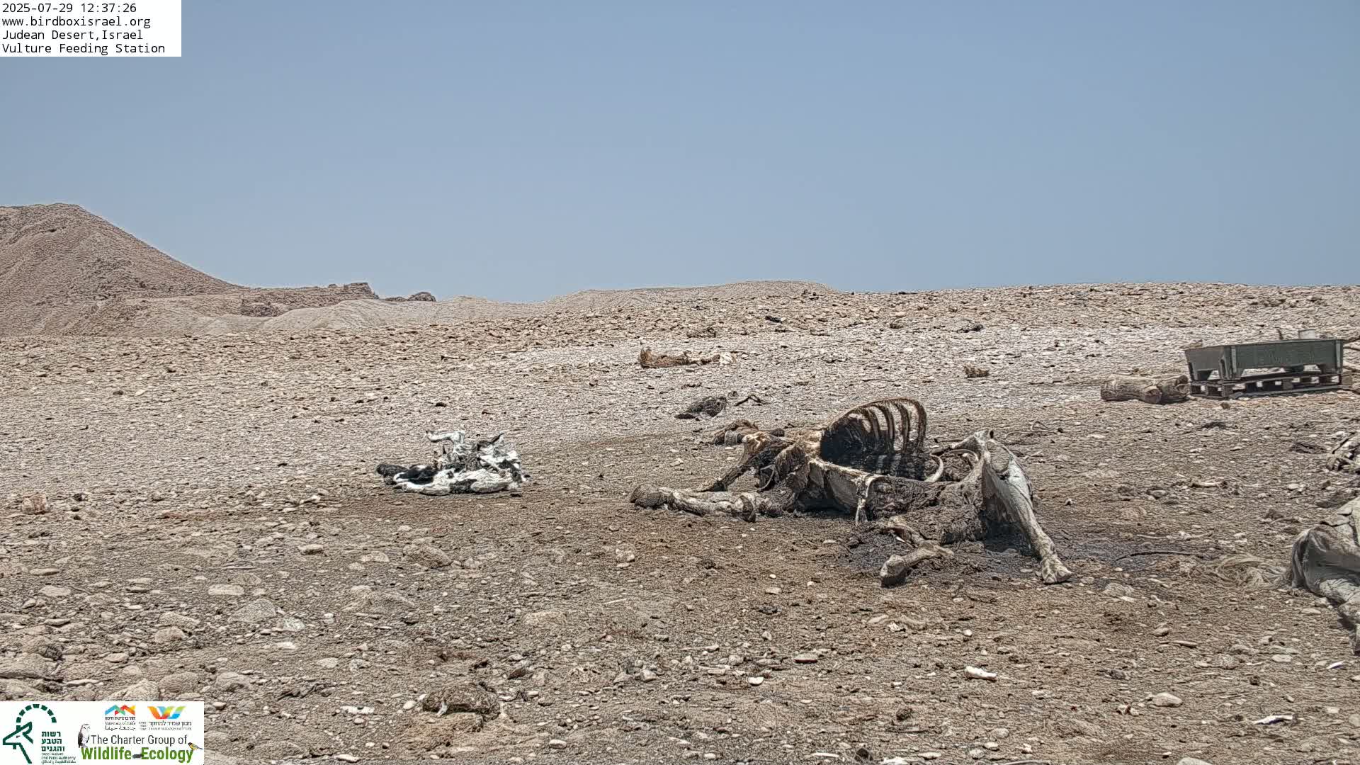 Midbar Yehuda (Judean Desert) Vulture Feeding Live Cam - Ubeidiya, Bethlehem, Palestine