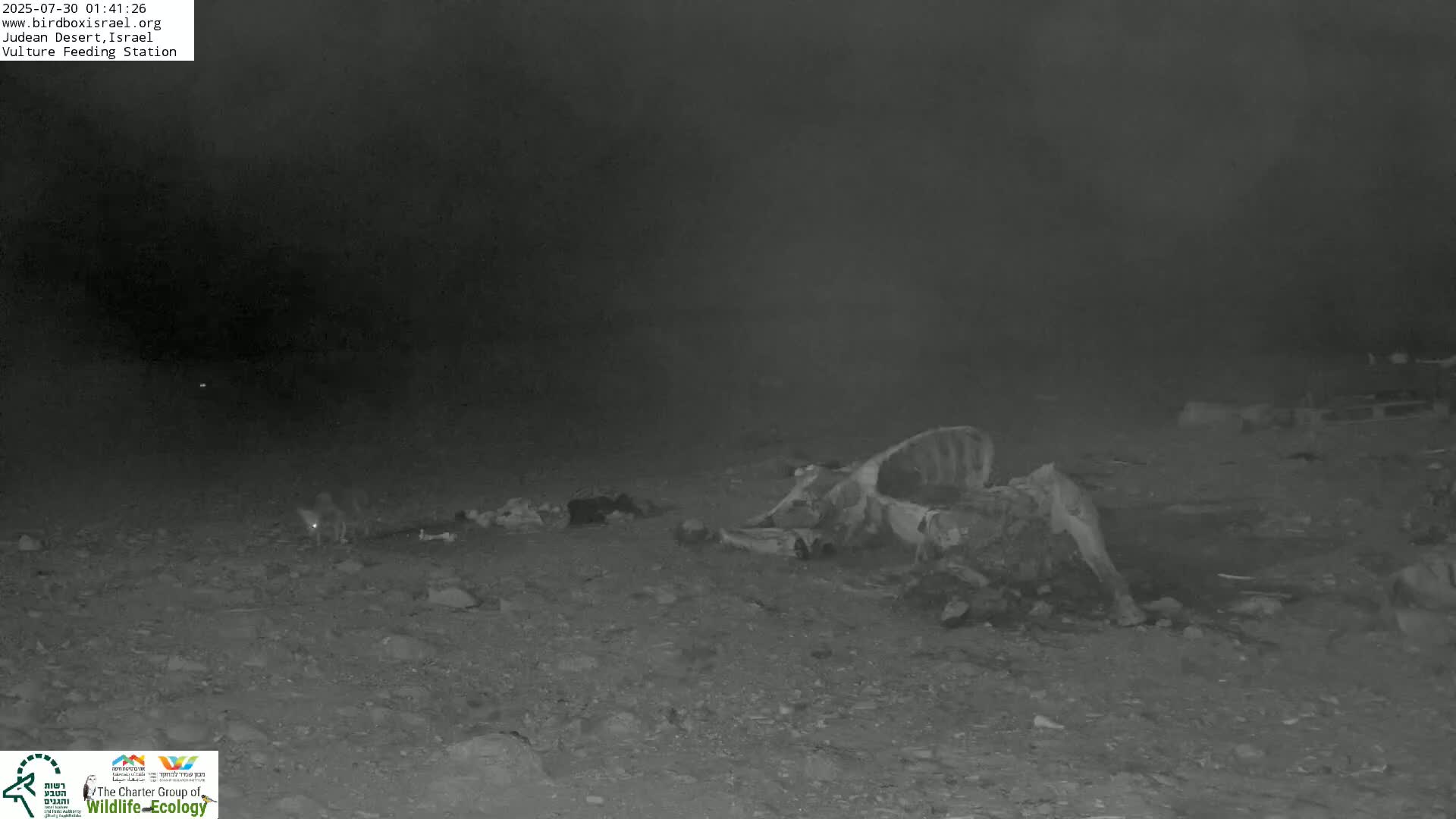 Midbar Yehuda (Judean Desert) Vulture Feeding Live Cam - Ubeidiya, Bethlehem, Palestine