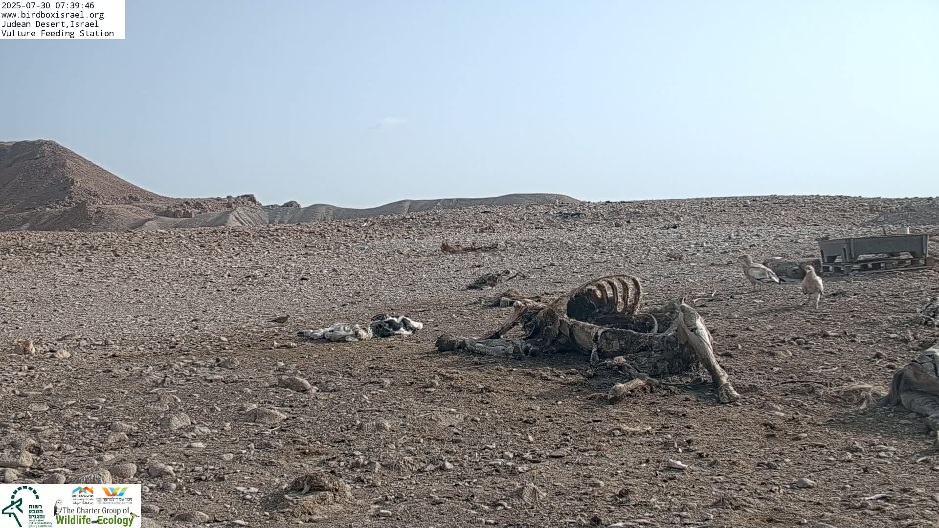 Midbar Yehuda (Judean Desert) Vulture Feeding Live Cam - Ubeidiya, Bethlehem, Palestine