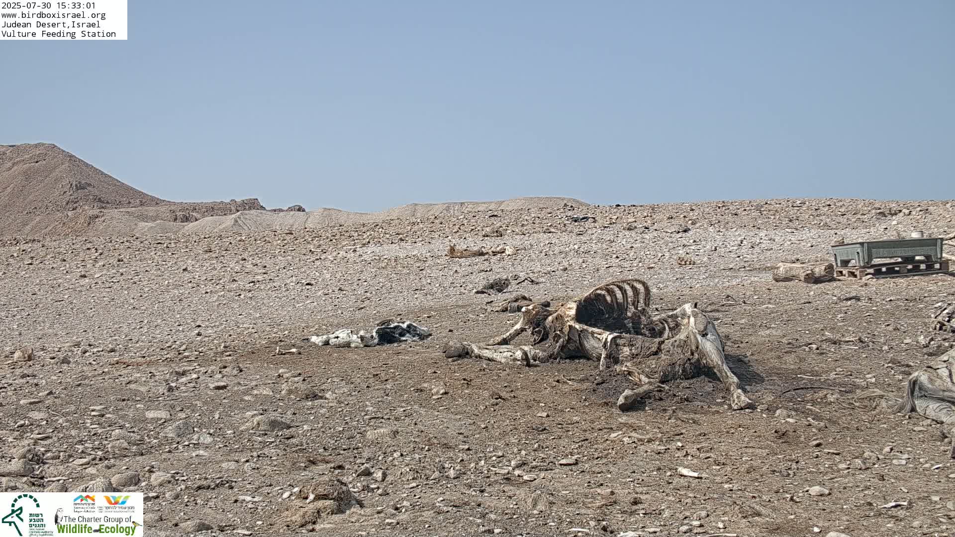 A dead camel lies on the ground in a rocky desert under a clear blue sky.