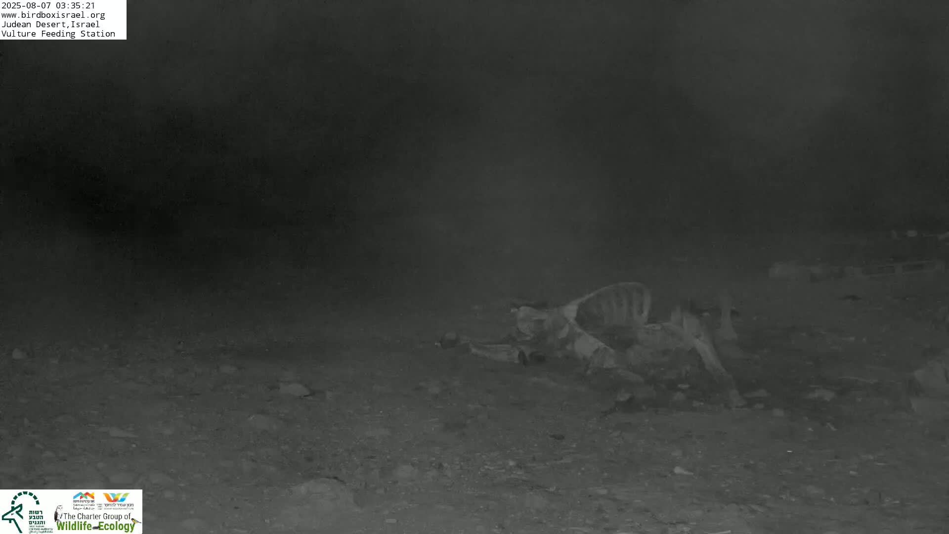 Midbar Yehuda (Judean Desert) Vulture Feeding Live Cam - Ubeidiya, Bethlehem, Palestine