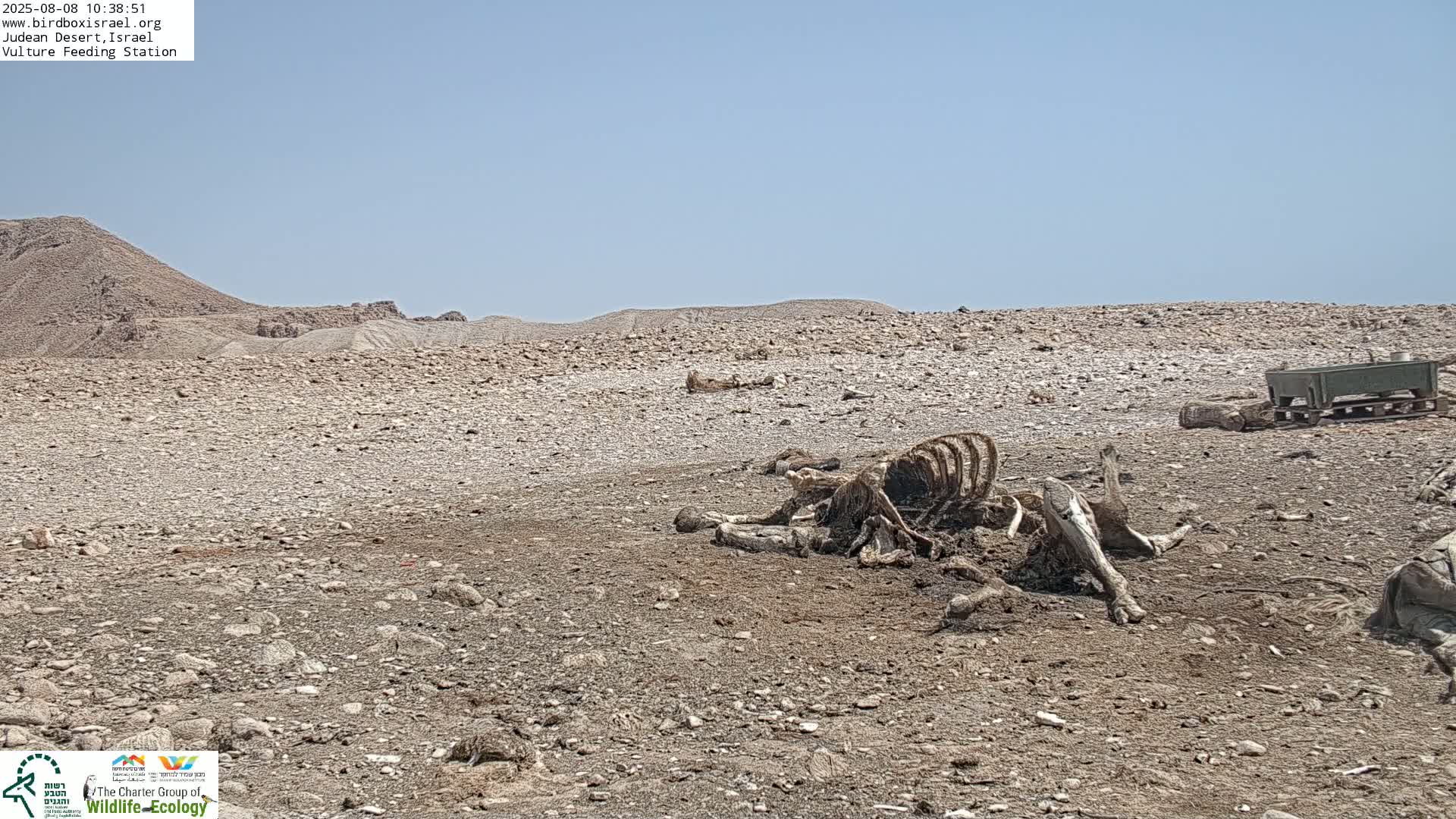 Midbar Yehuda (Judean Desert) Vulture Feeding Live Cam - Ubeidiya, Bethlehem, Palestine