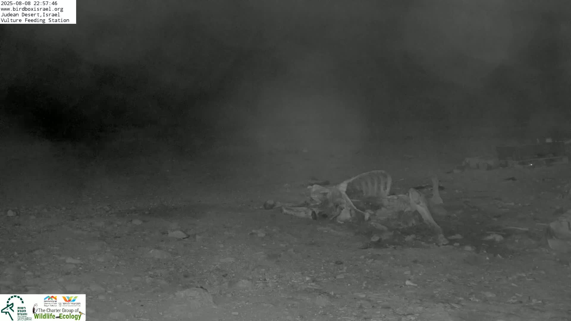 Midbar Yehuda (Judean Desert) Vulture Feeding Live Cam - Ubeidiya, Bethlehem, Palestine