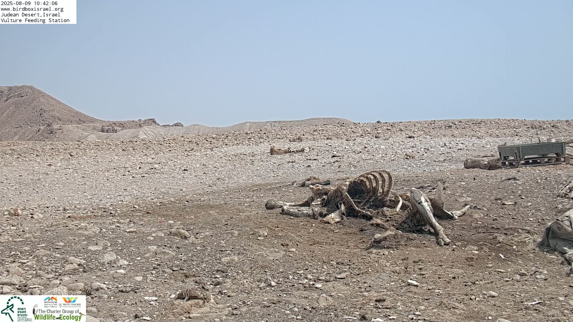 Midbar Yehuda (Judean Desert) Vulture Feeding Live Cam - Ubeidiya, Bethlehem, Palestine