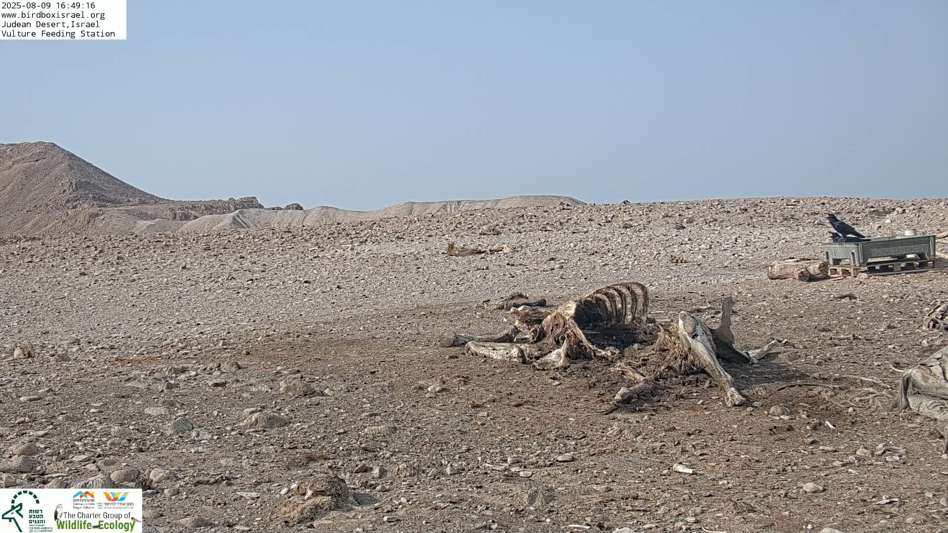 Midbar Yehuda (Judean Desert) Vulture Feeding Live Cam - Ubeidiya, Bethlehem, Palestine