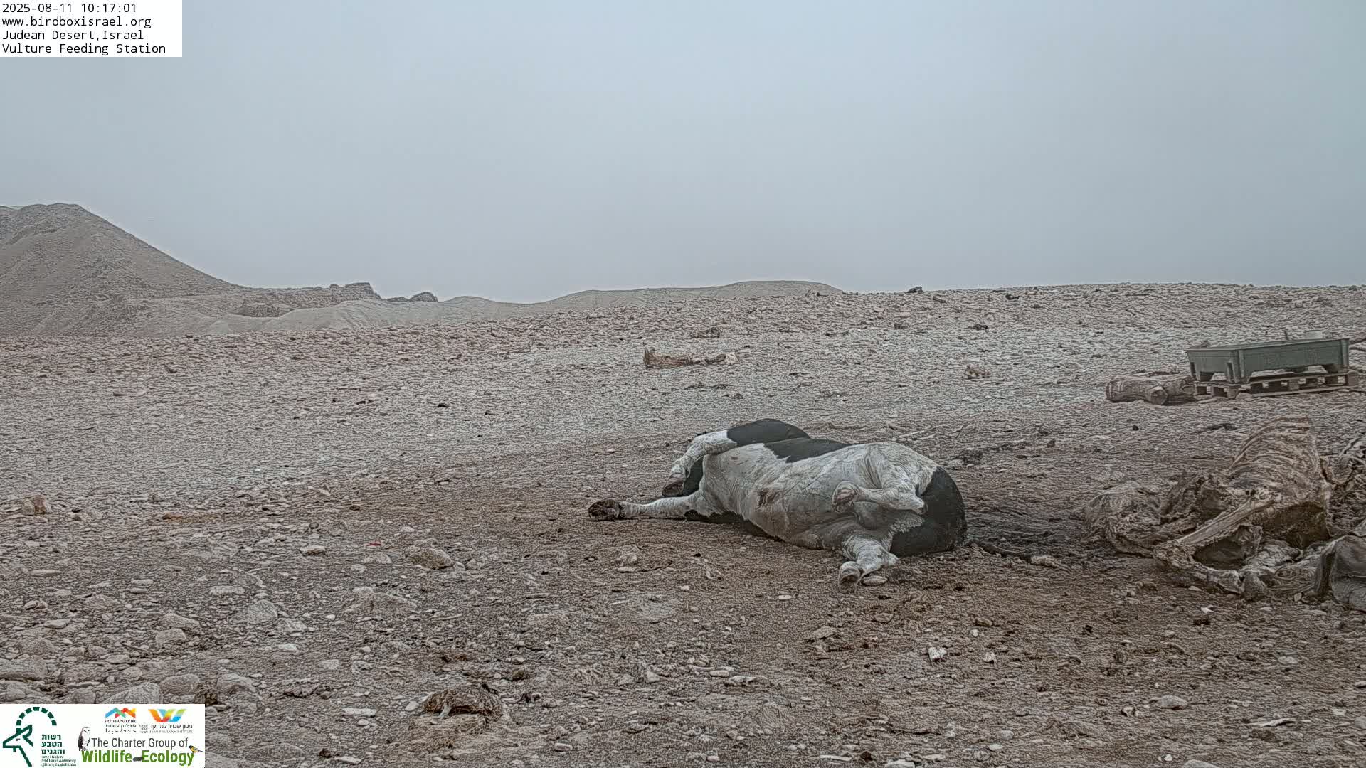 Midbar Yehuda (Judean Desert) Vulture Feeding Live Cam - Ubeidiya, Bethlehem, Palestine