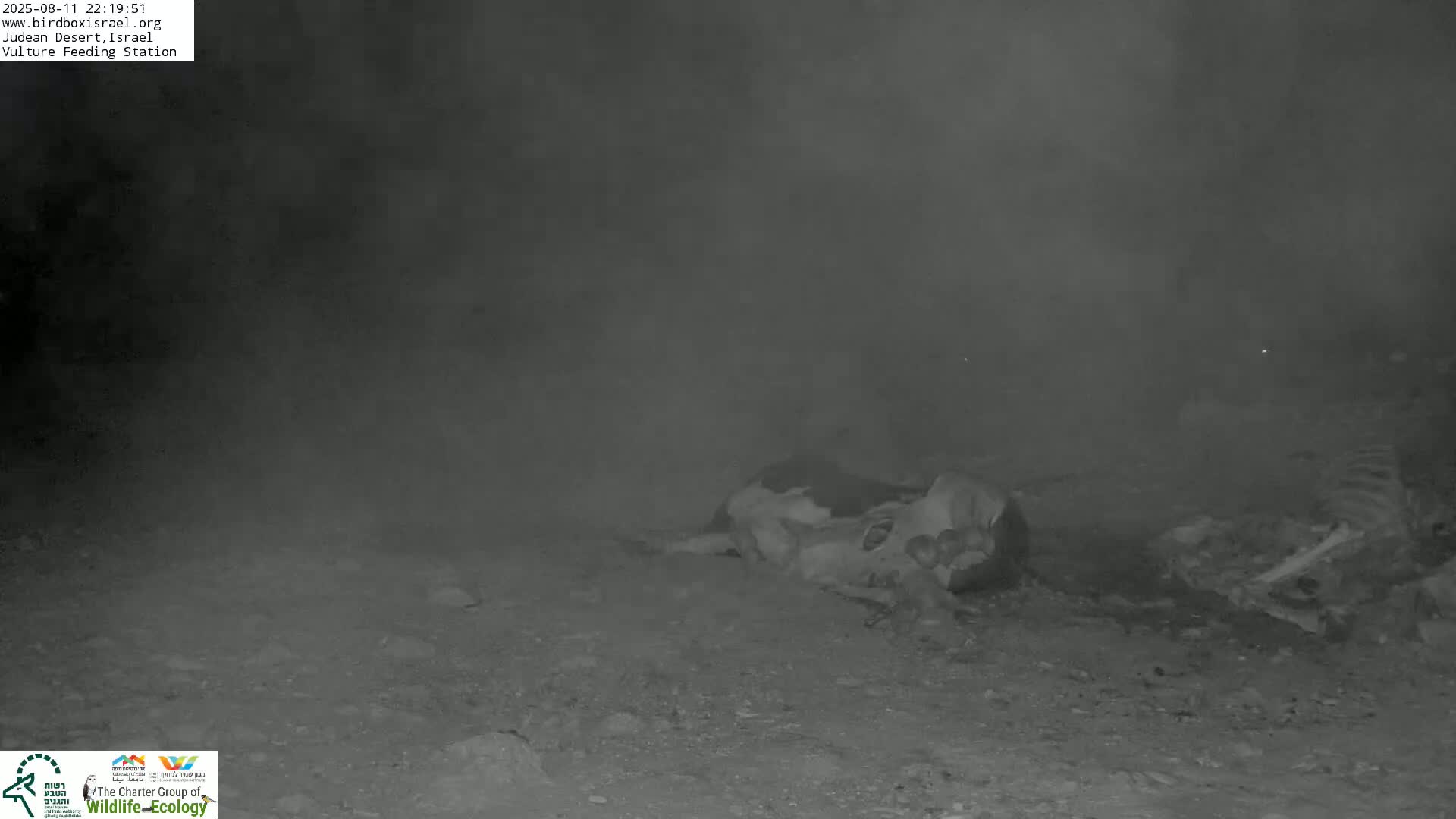 Midbar Yehuda (Judean Desert) Vulture Feeding Live Cam - Ubeidiya, Bethlehem, Palestine