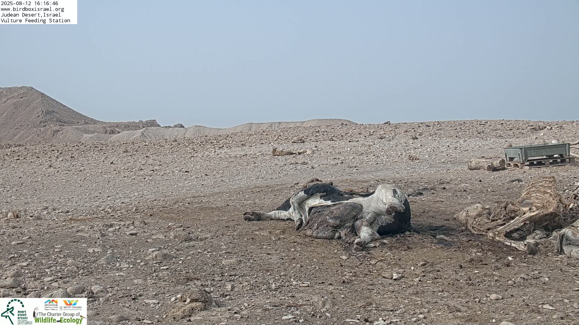 Midbar Yehuda (Judean Desert) Vulture Feeding Live Cam - Ubeidiya, Bethlehem, Palestine