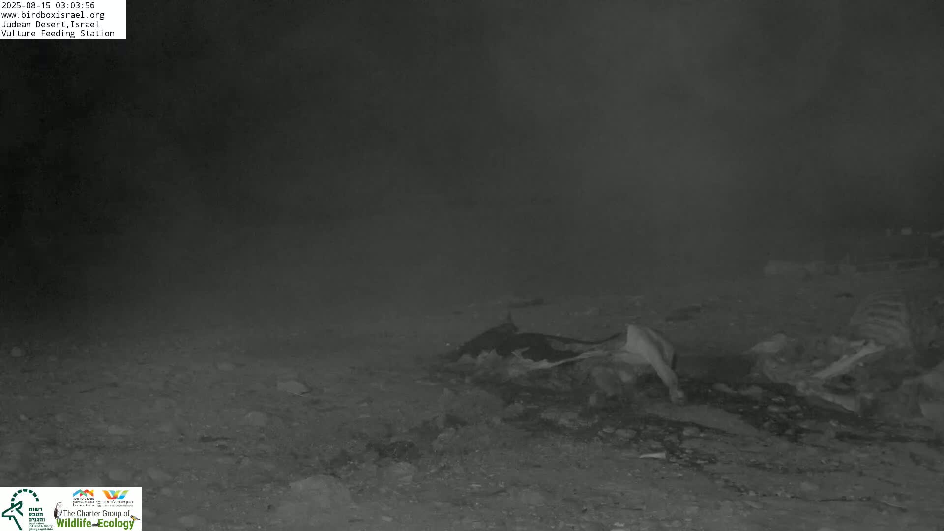 Midbar Yehuda (Judean Desert) Vulture Feeding Live Cam - Ubeidiya, Bethlehem, Palestine