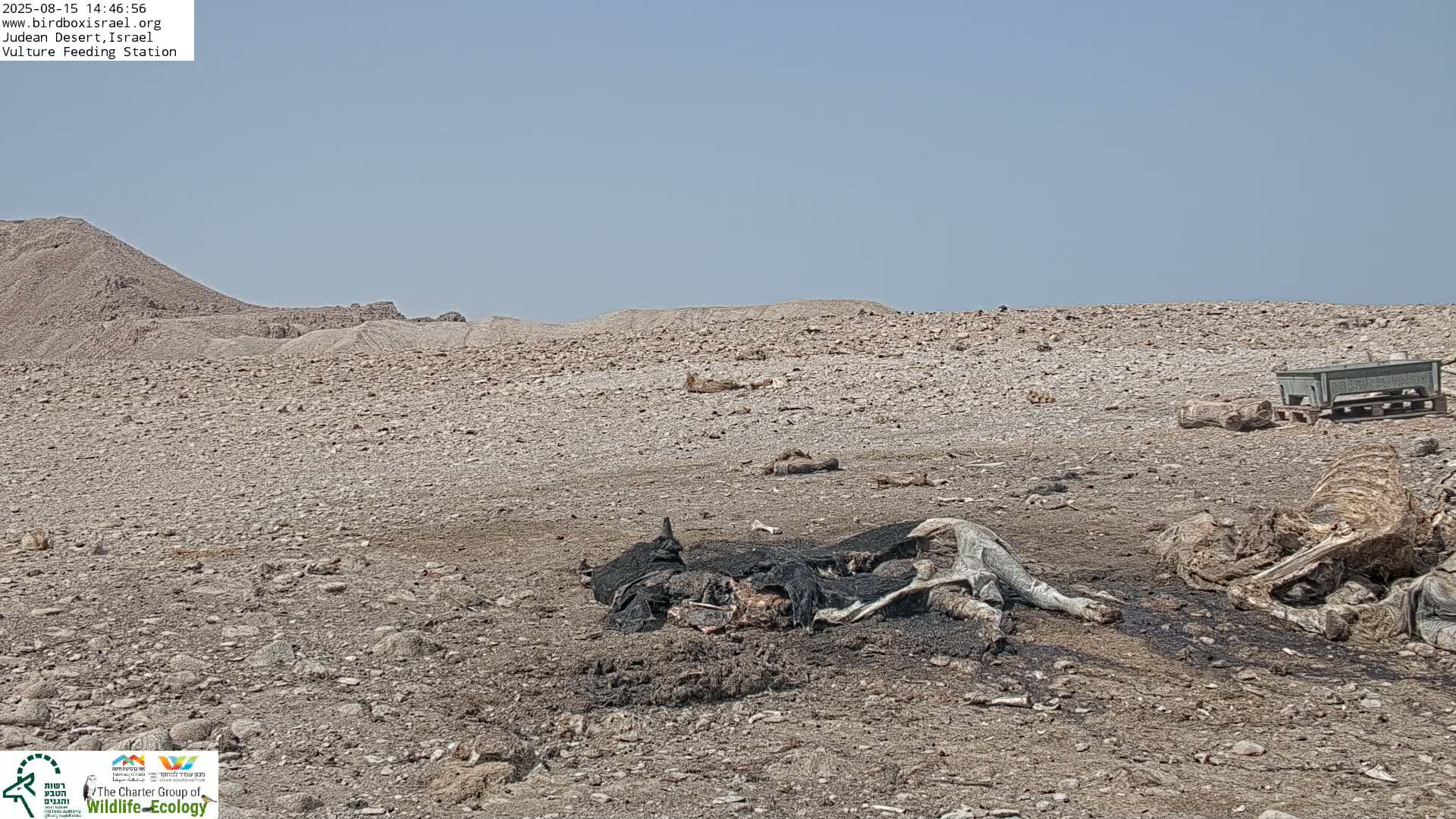 Midbar Yehuda (Judean Desert) Vulture Feeding Live Cam - Ubeidiya, Bethlehem, Palestine