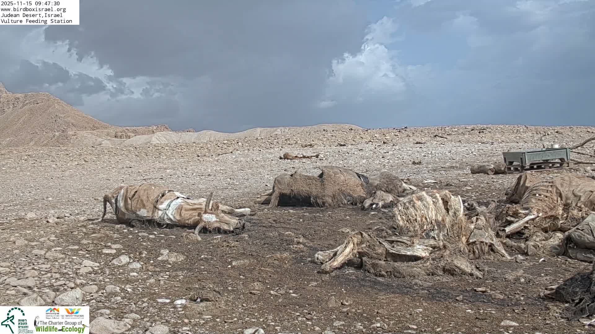Midbar Yehuda (Judean Desert) Vulture Feeding Live Cam - Ubeidiya, Bethlehem, Palestine