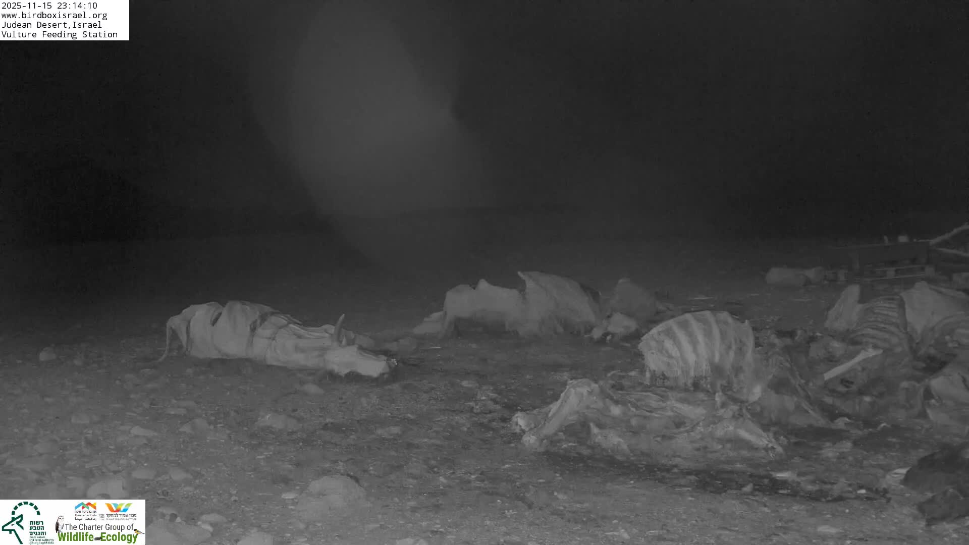 Midbar Yehuda (Judean Desert) Vulture Feeding Live Cam - Ubeidiya, Bethlehem, Palestine