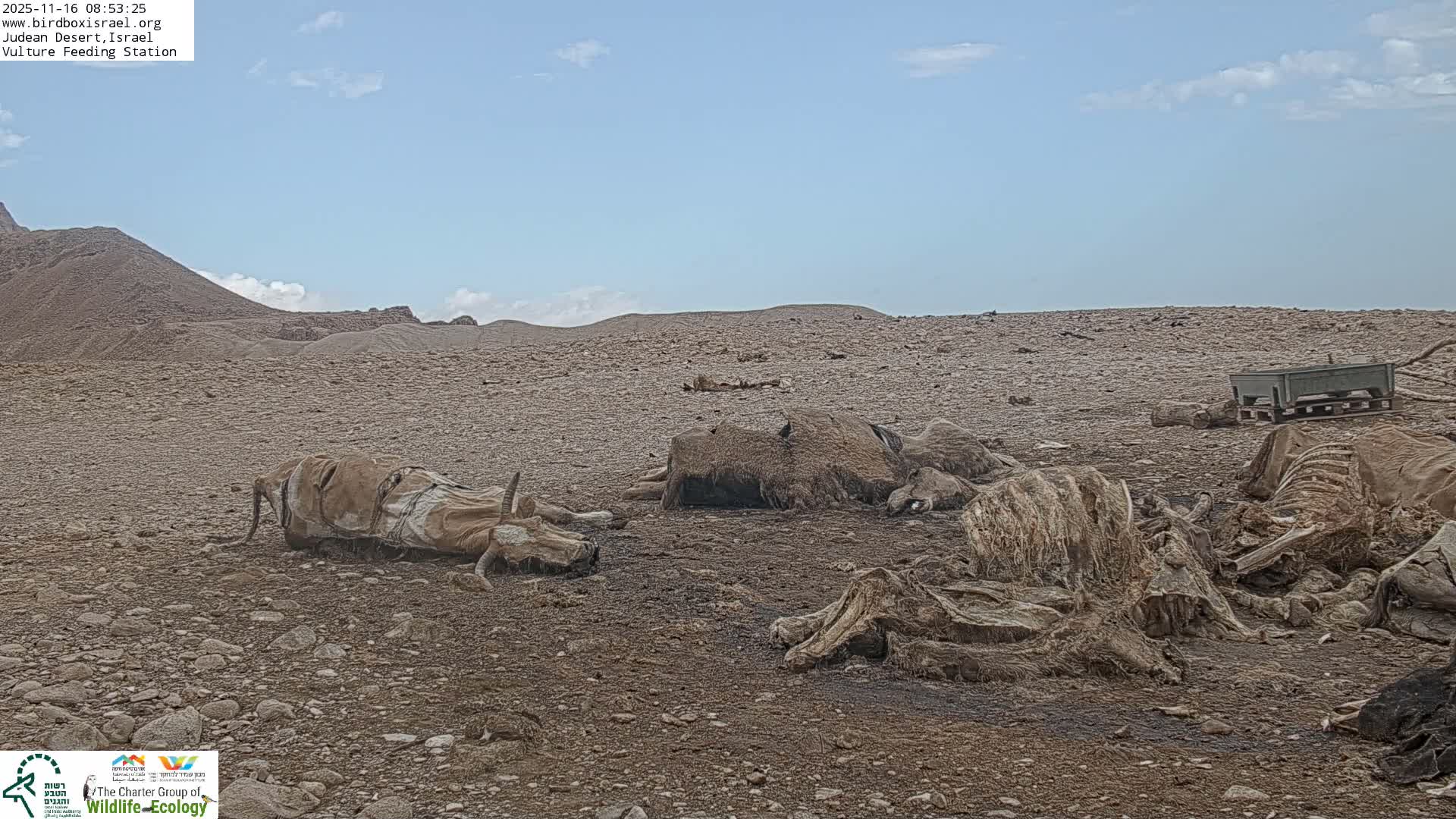 Midbar Yehuda (Judean Desert) Vulture Feeding Live Cam - Ubeidiya, Bethlehem, Palestine