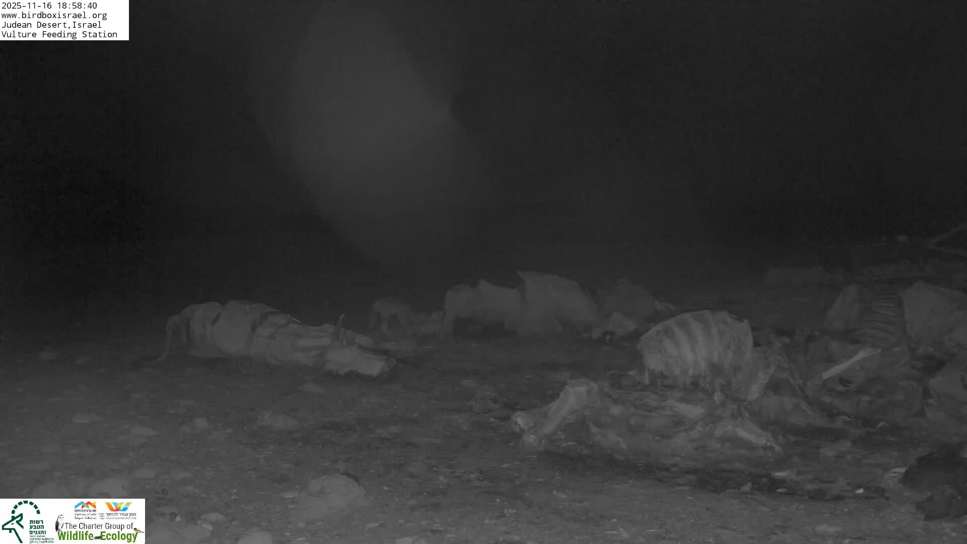 Midbar Yehuda (Judean Desert) Vulture Feeding Live Cam - Ubeidiya, Bethlehem, Palestine