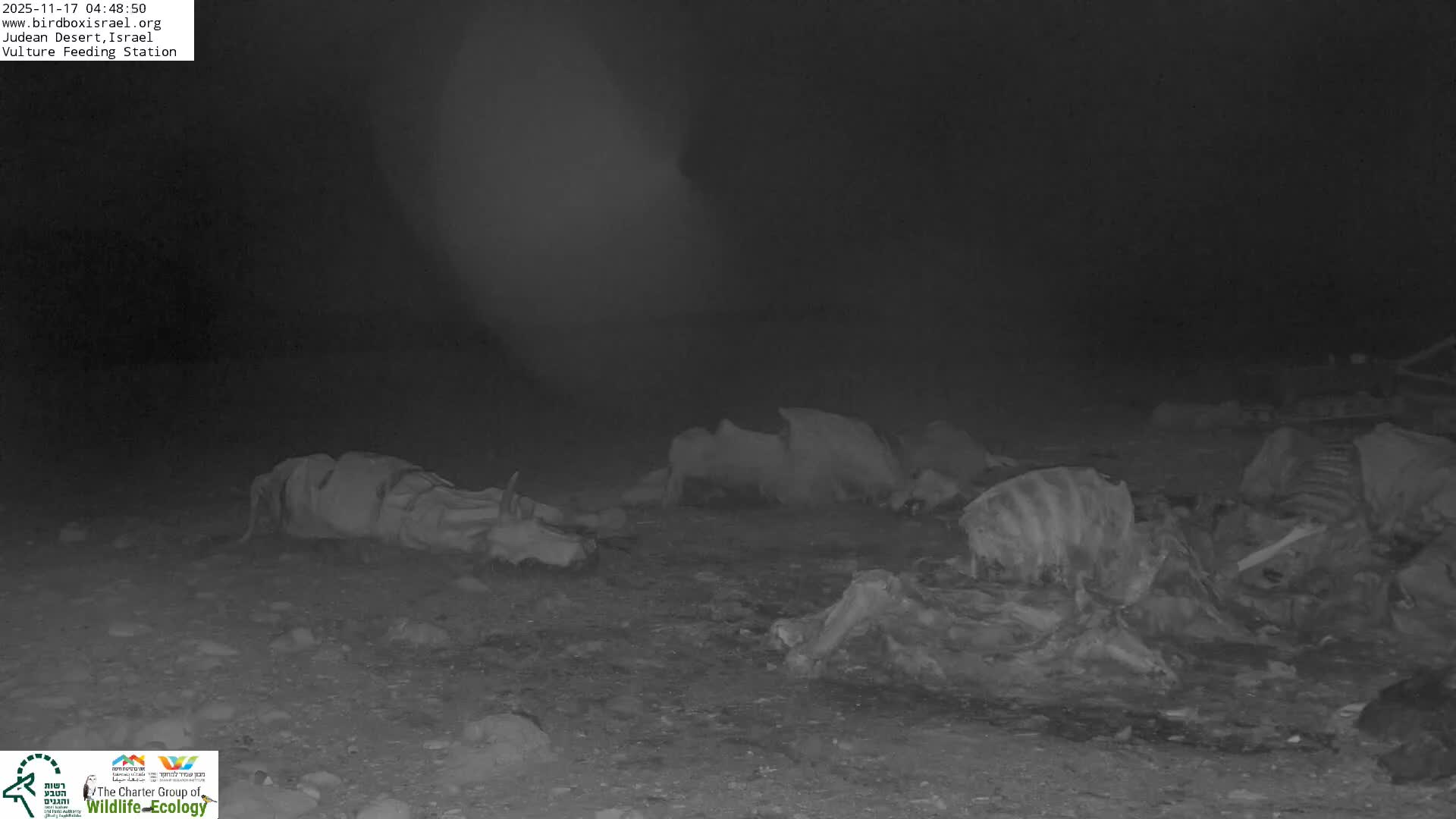 Midbar Yehuda (Judean Desert) Vulture Feeding Live Cam - Ubeidiya, Bethlehem, Palestine