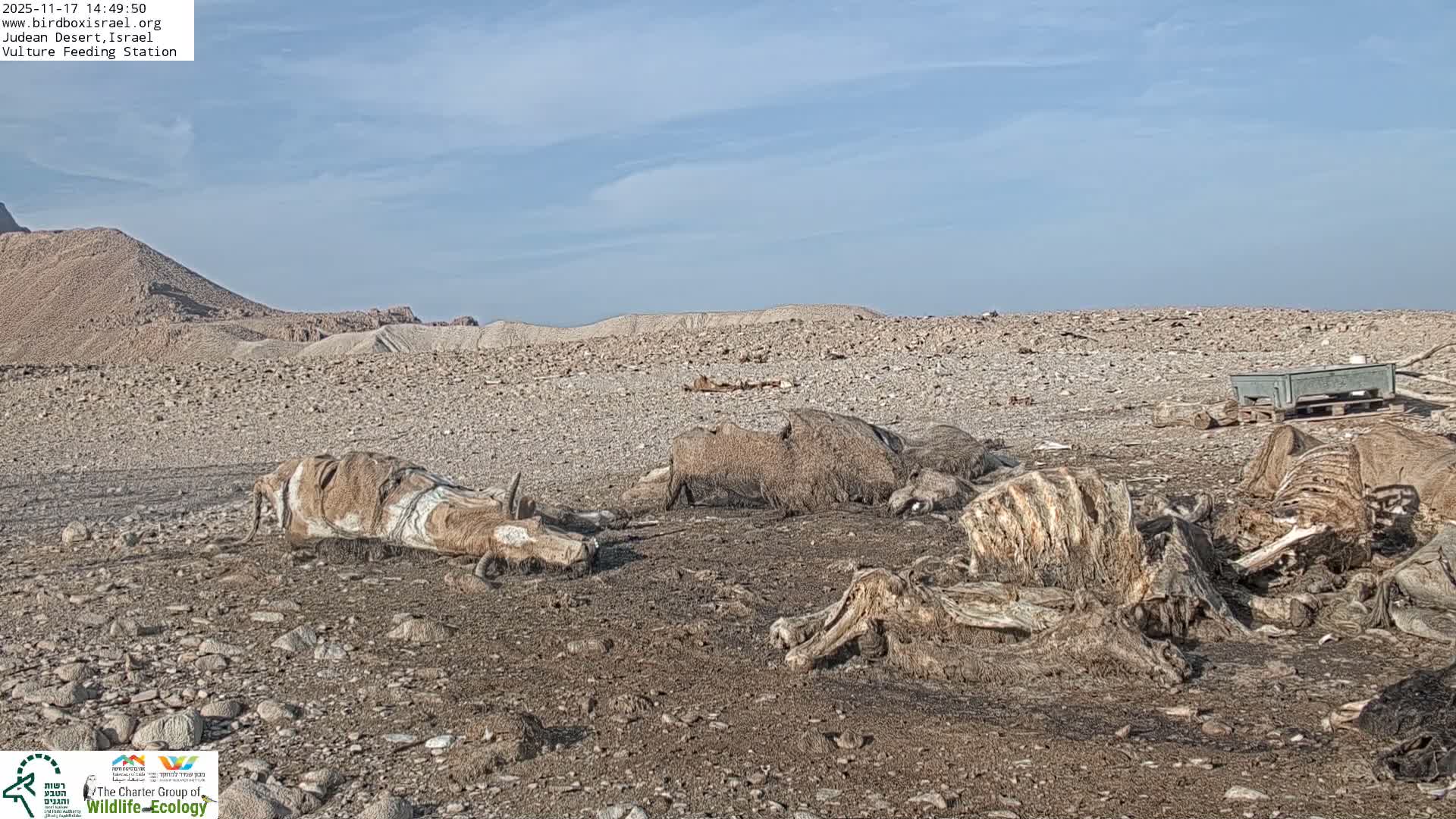 Midbar Yehuda (Judean Desert) Vulture Feeding Live Cam - Ubeidiya, Bethlehem, Palestine