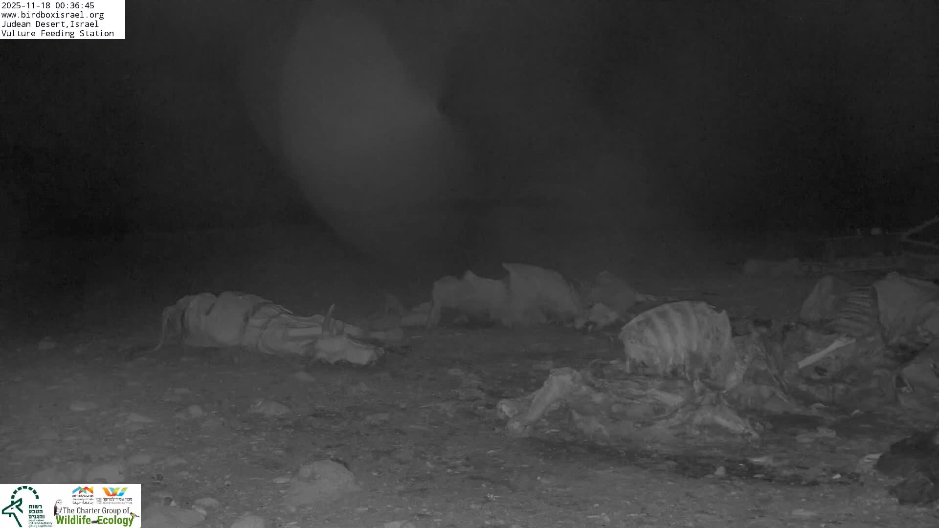 Midbar Yehuda (Judean Desert) Vulture Feeding Live Cam - Ubeidiya, Bethlehem, Palestine