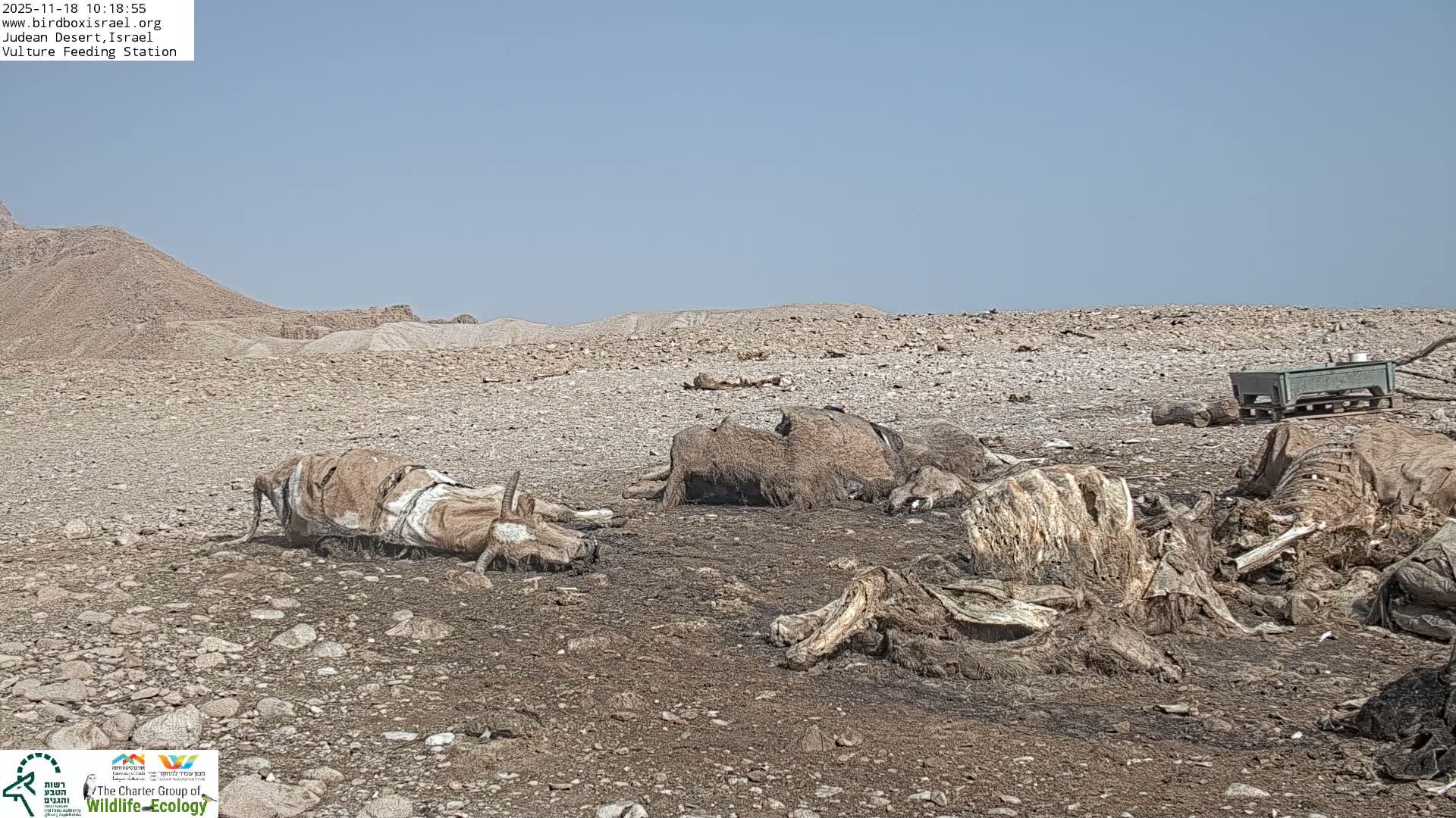 Midbar Yehuda (Judean Desert) Vulture Feeding Live Cam - Ubeidiya, Bethlehem, Palestine