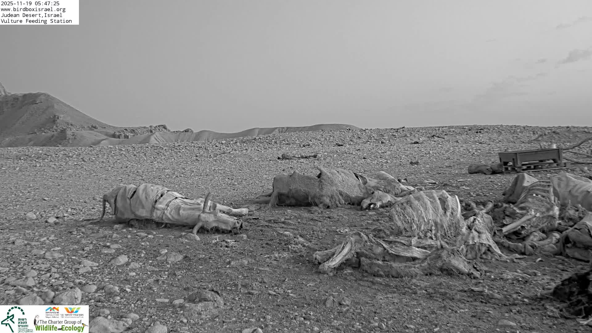 Midbar Yehuda (Judean Desert) Vulture Feeding Live Cam - Ubeidiya, Bethlehem, Palestine