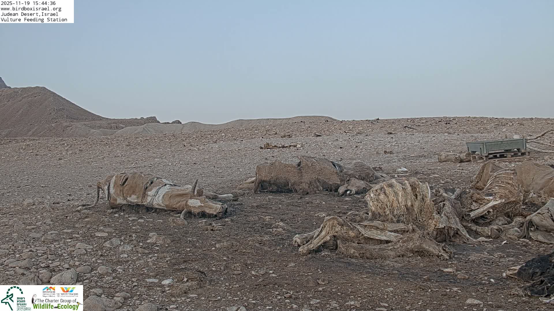 Midbar Yehuda (Judean Desert) Vulture Feeding Live Cam - Ubeidiya, Bethlehem, Palestine