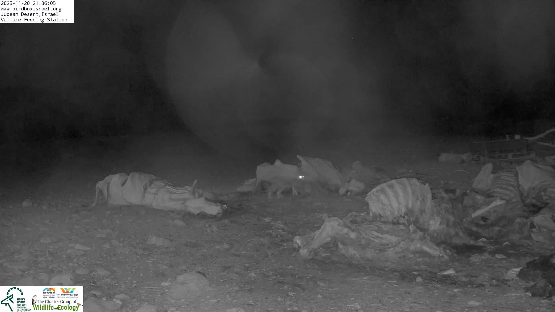 Midbar Yehuda (Judean Desert) Vulture Feeding Live Cam - Ubeidiya, Bethlehem, Palestine