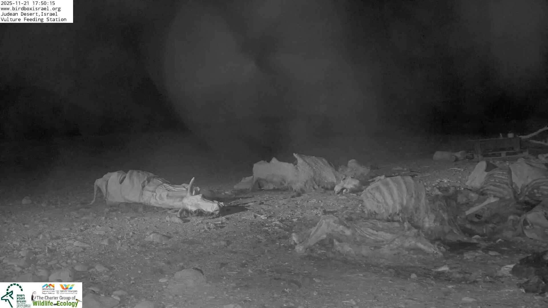 Midbar Yehuda (Judean Desert) Vulture Feeding Live Cam - Ubeidiya, Bethlehem, Palestine