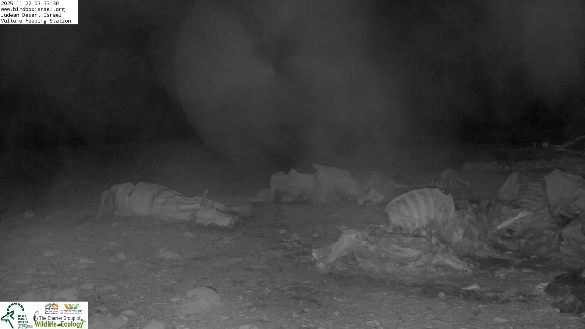 Midbar Yehuda (Judean Desert) Vulture Feeding Live Cam - Ubeidiya, Bethlehem, Palestine