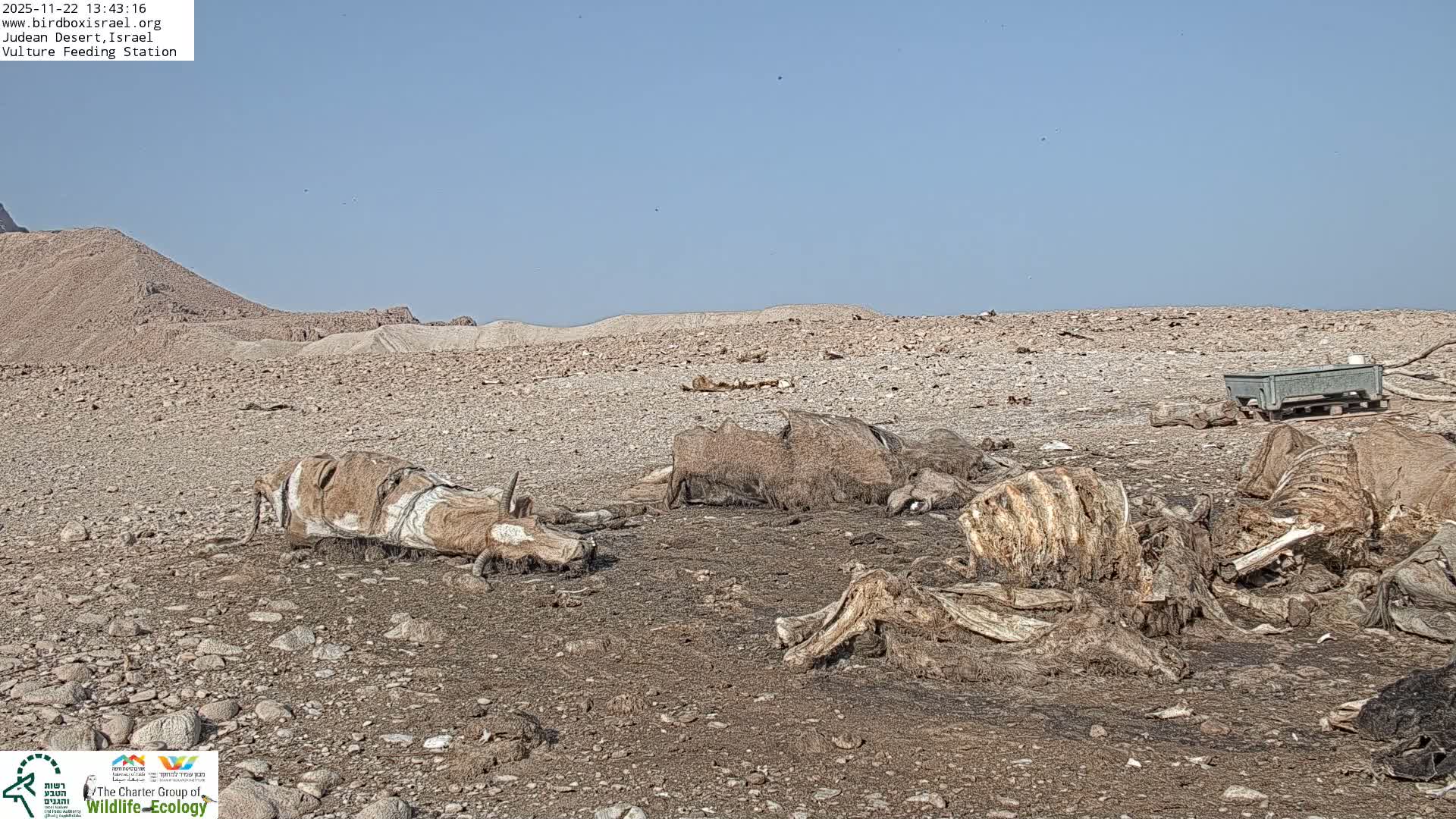 Midbar Yehuda (Judean Desert) Vulture Feeding Live Cam - Ubeidiya, Bethlehem, Palestine