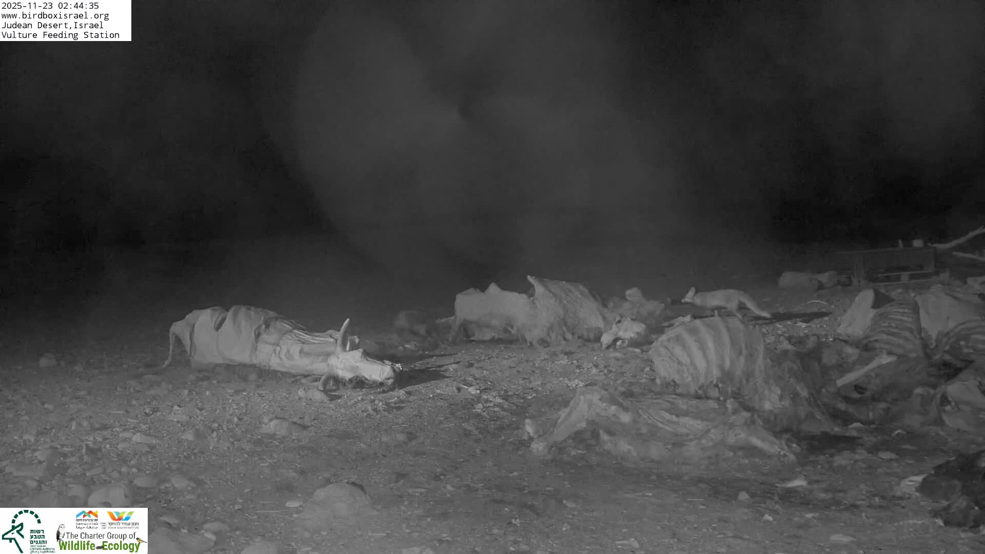 Midbar Yehuda (Judean Desert) Vulture Feeding Live Cam - Ubeidiya, Bethlehem, Palestine