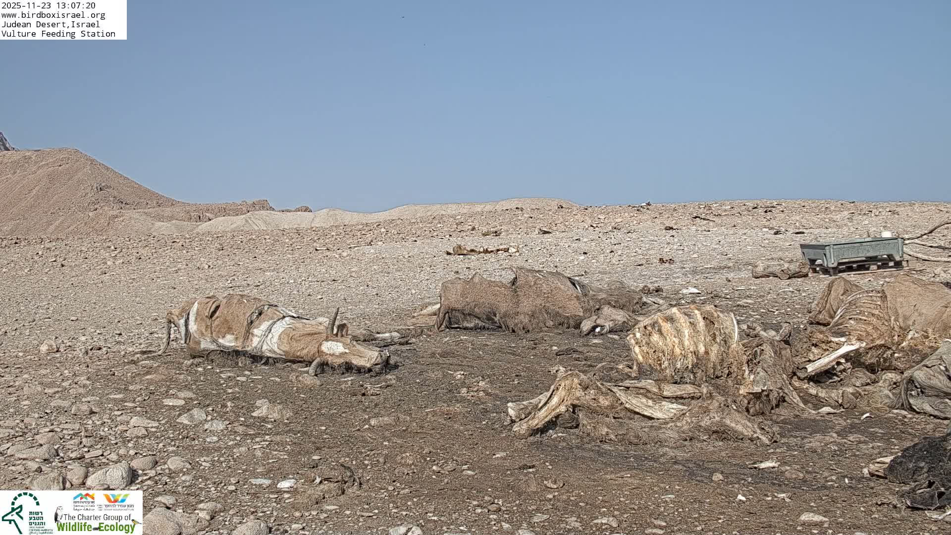 Midbar Yehuda (Judean Desert) Vulture Feeding Live Cam - Ubeidiya, Bethlehem, Palestine