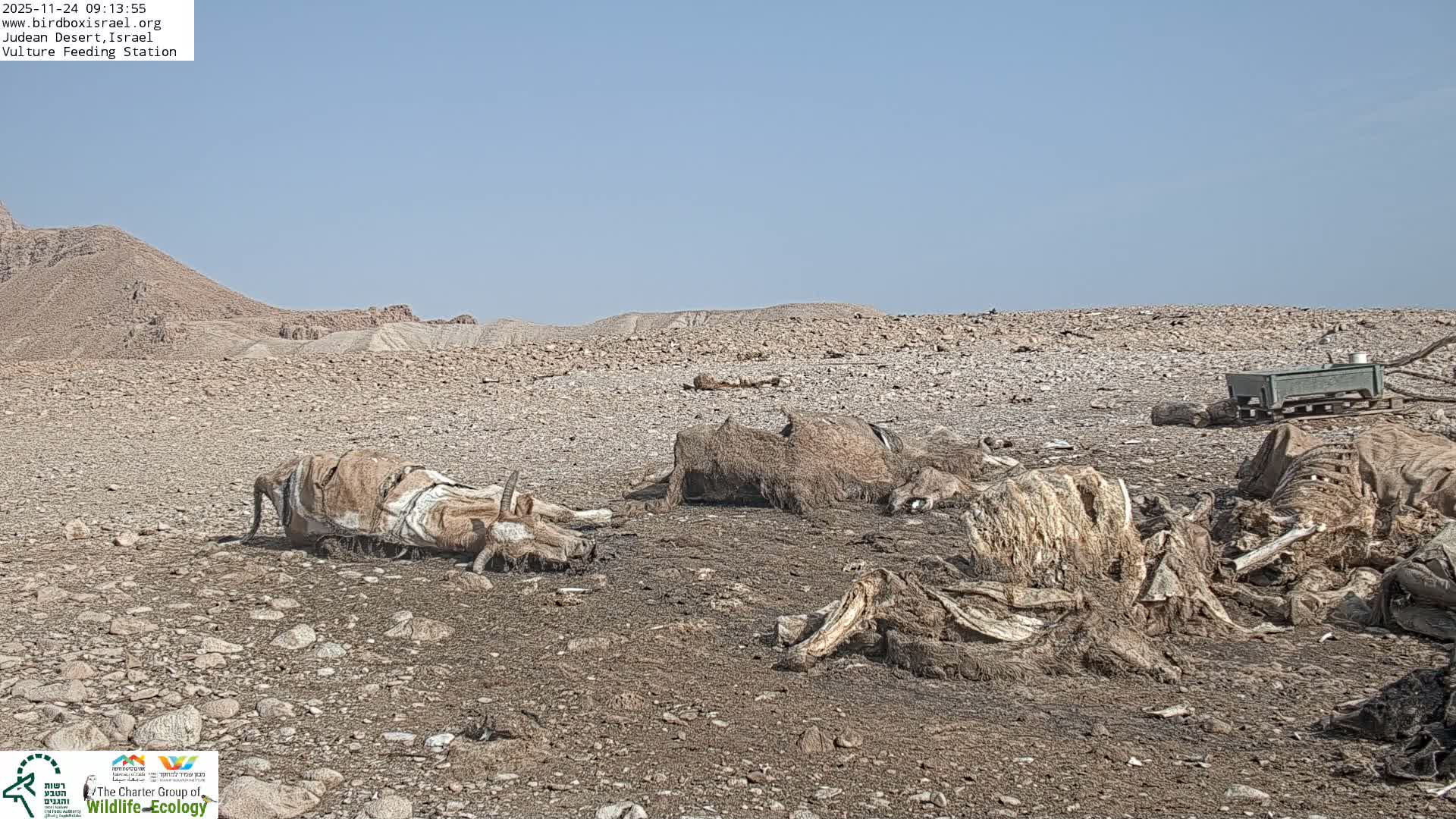 Midbar Yehuda (Judean Desert) Vulture Feeding Live Cam - Ubeidiya, Bethlehem, Palestine