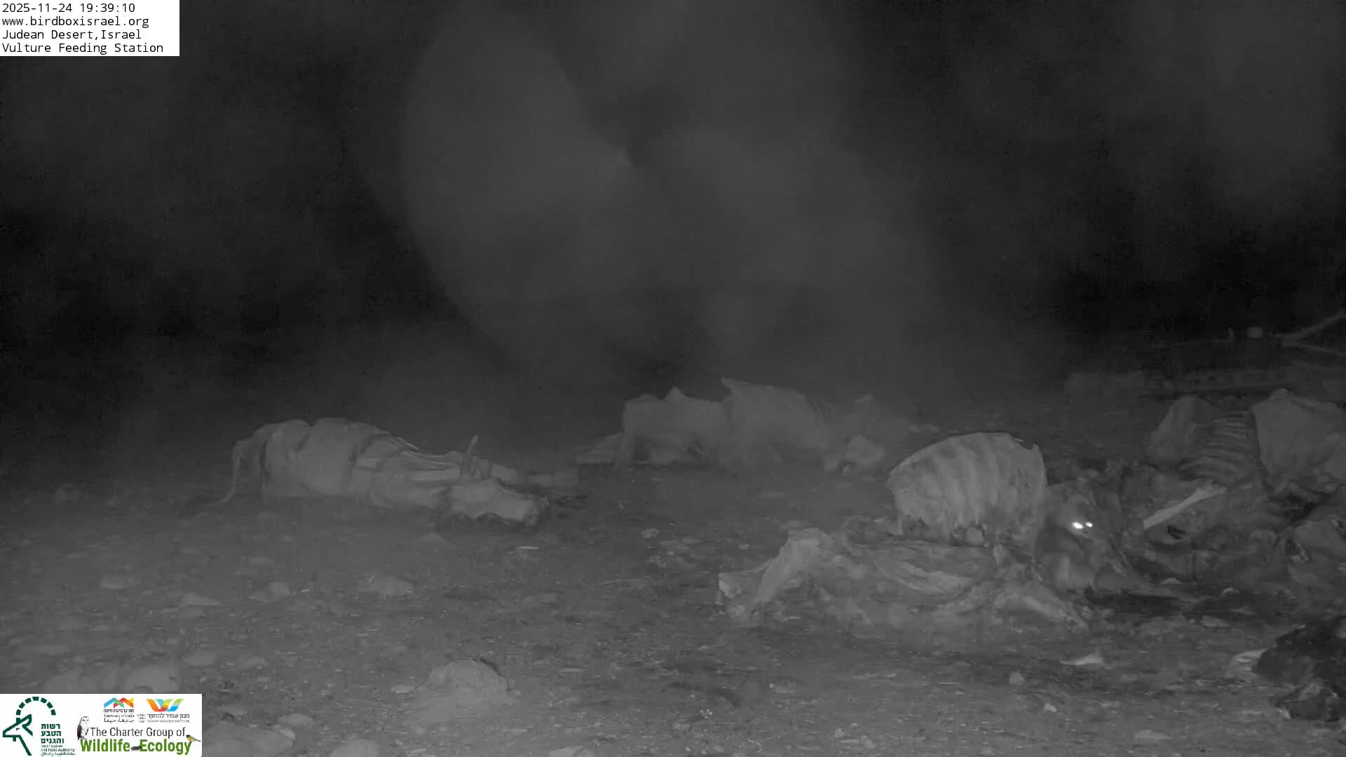 Midbar Yehuda (Judean Desert) Vulture Feeding Live Cam - Ubeidiya, Bethlehem, Palestine