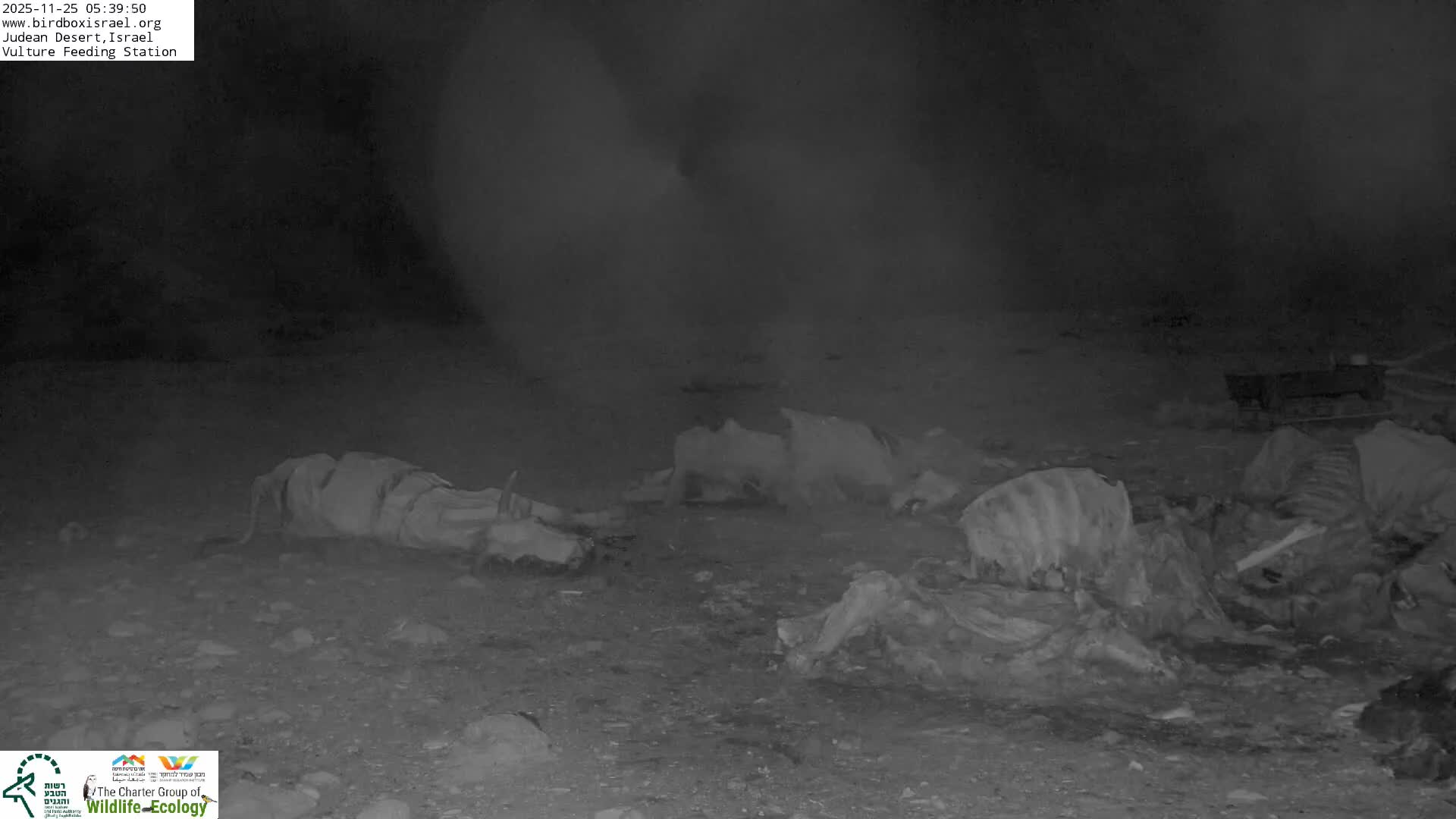 Several large animal carcasses and skeletons lie scattered across a rocky, barren outdoor landscape under a dark night sky.