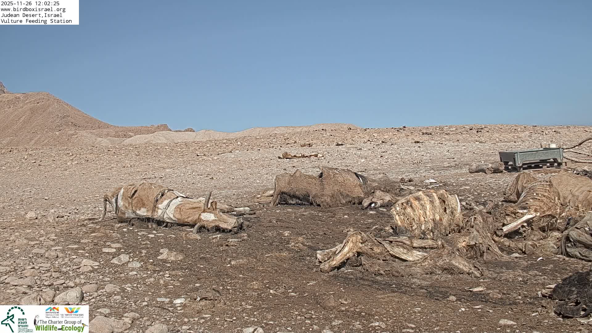 Midbar Yehuda (Judean Desert) Vulture Feeding Live Cam - Ubeidiya, Bethlehem, Palestine