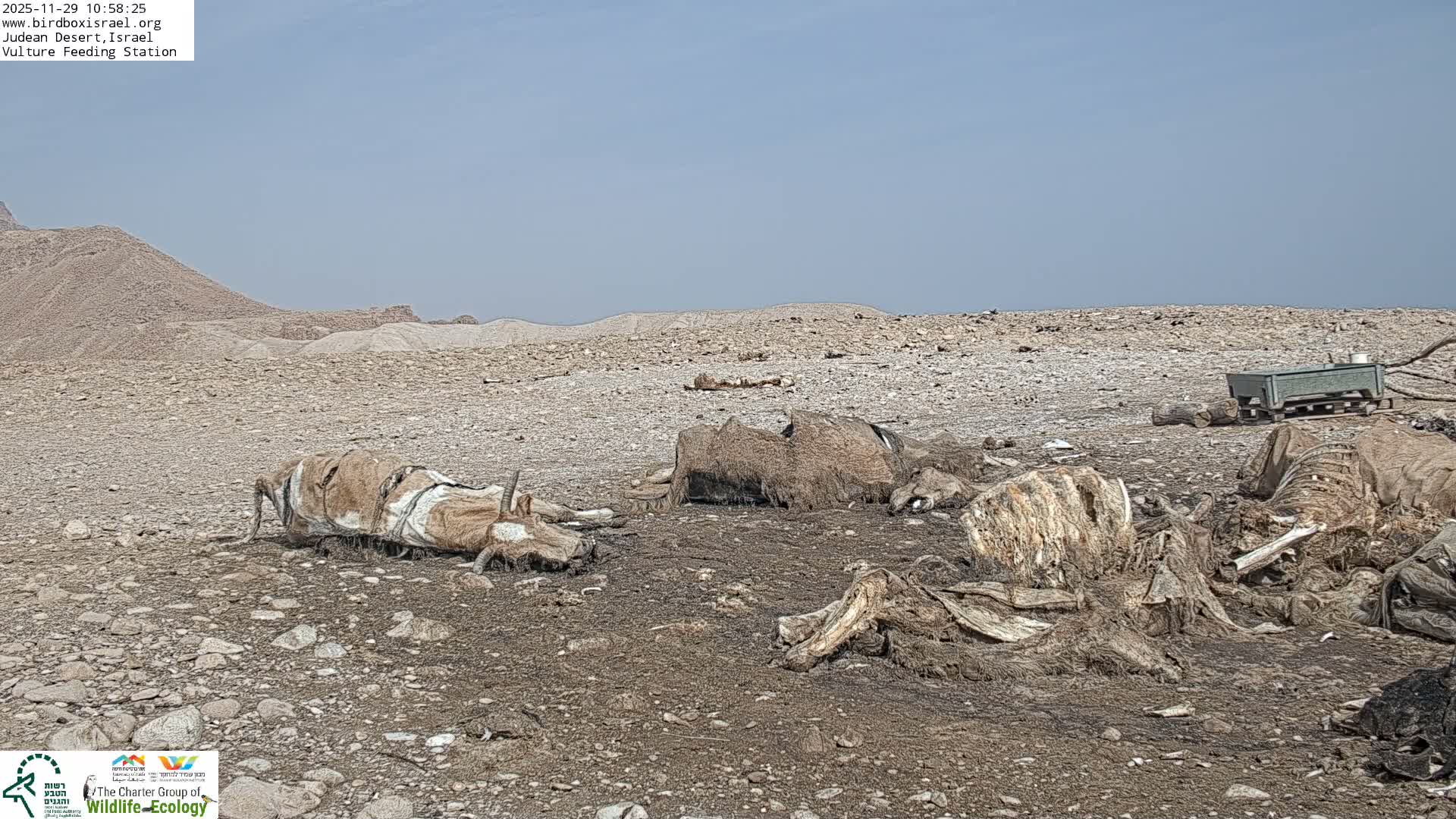 Several animal carcasses, mostly skeletal remains with some hide and fur, are scattered on rocky, arid desert ground under a clear, pale blue sky, with barren hills visible in the background.