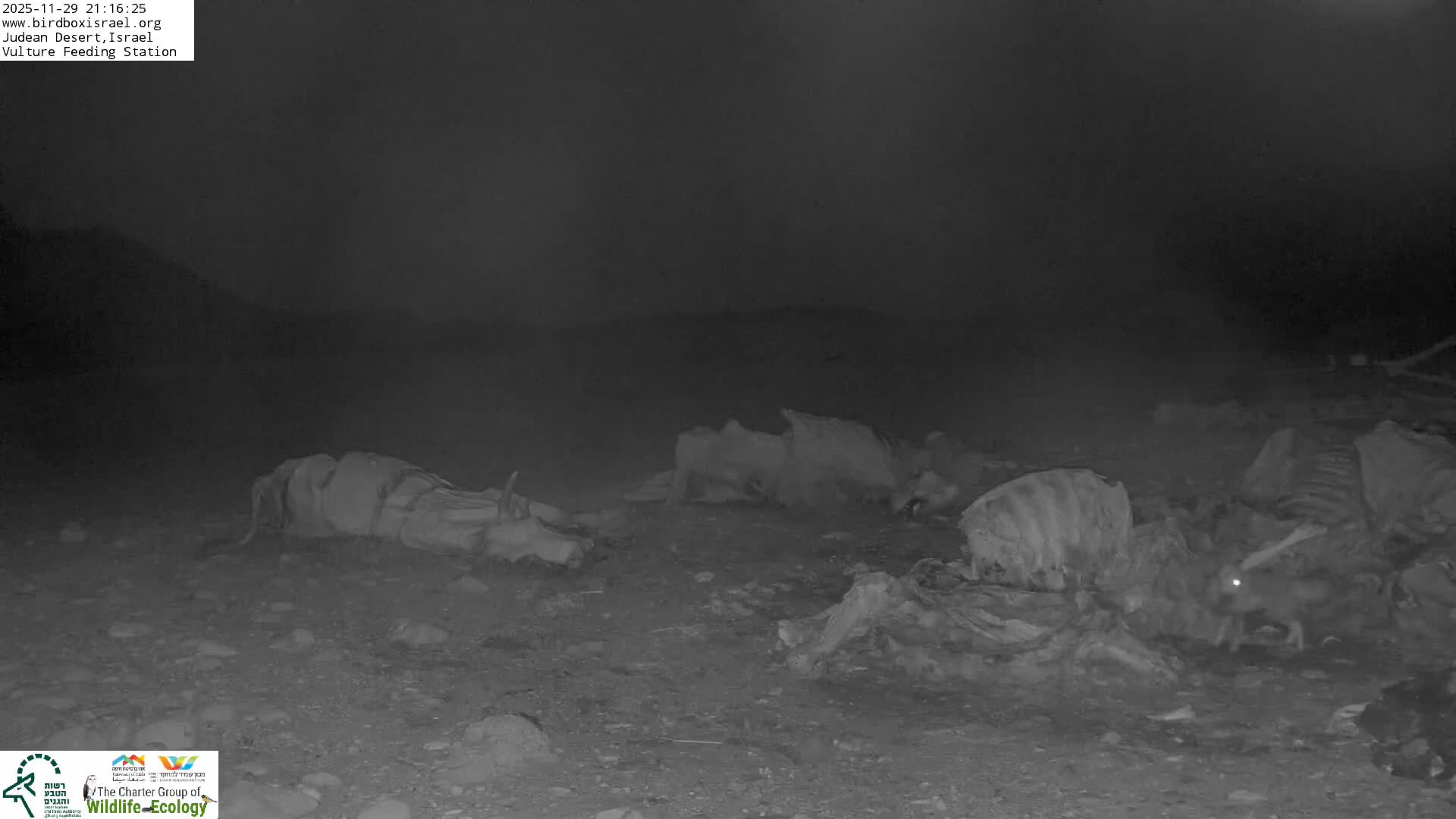 Midbar Yehuda (Judean Desert) Vulture Feeding Live Cam - Ubeidiya, Bethlehem, Palestine