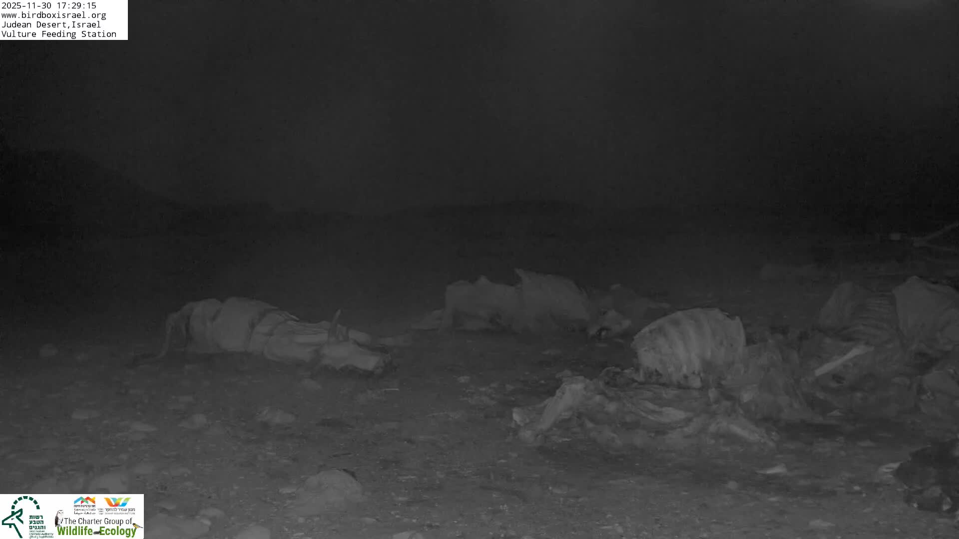 Midbar Yehuda (Judean Desert) Vulture Feeding Live Cam - Ubeidiya, Bethlehem, Palestine